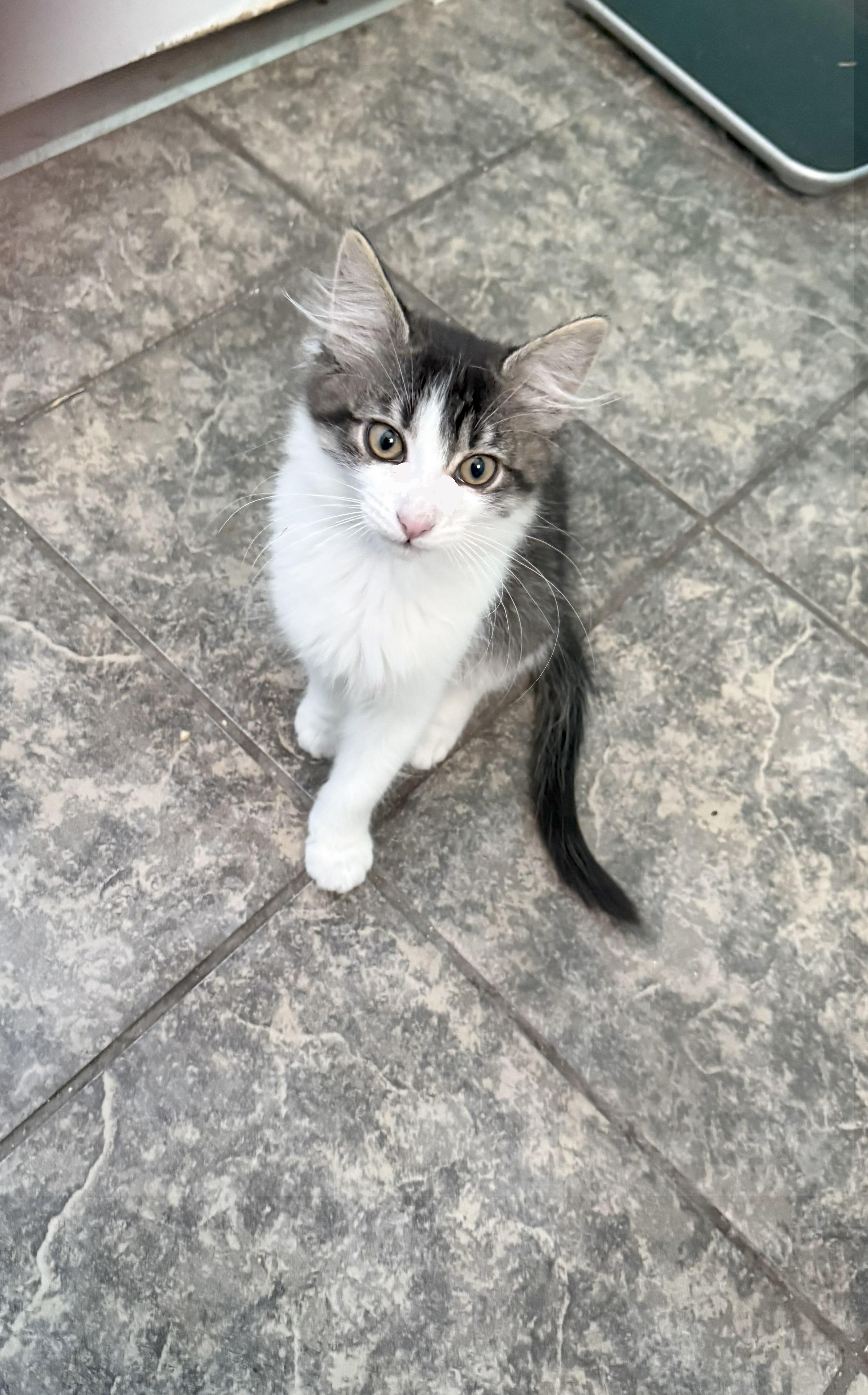 Ziggy, a Adoptable Domestic Short Hair in Midvale, UT image 1/2