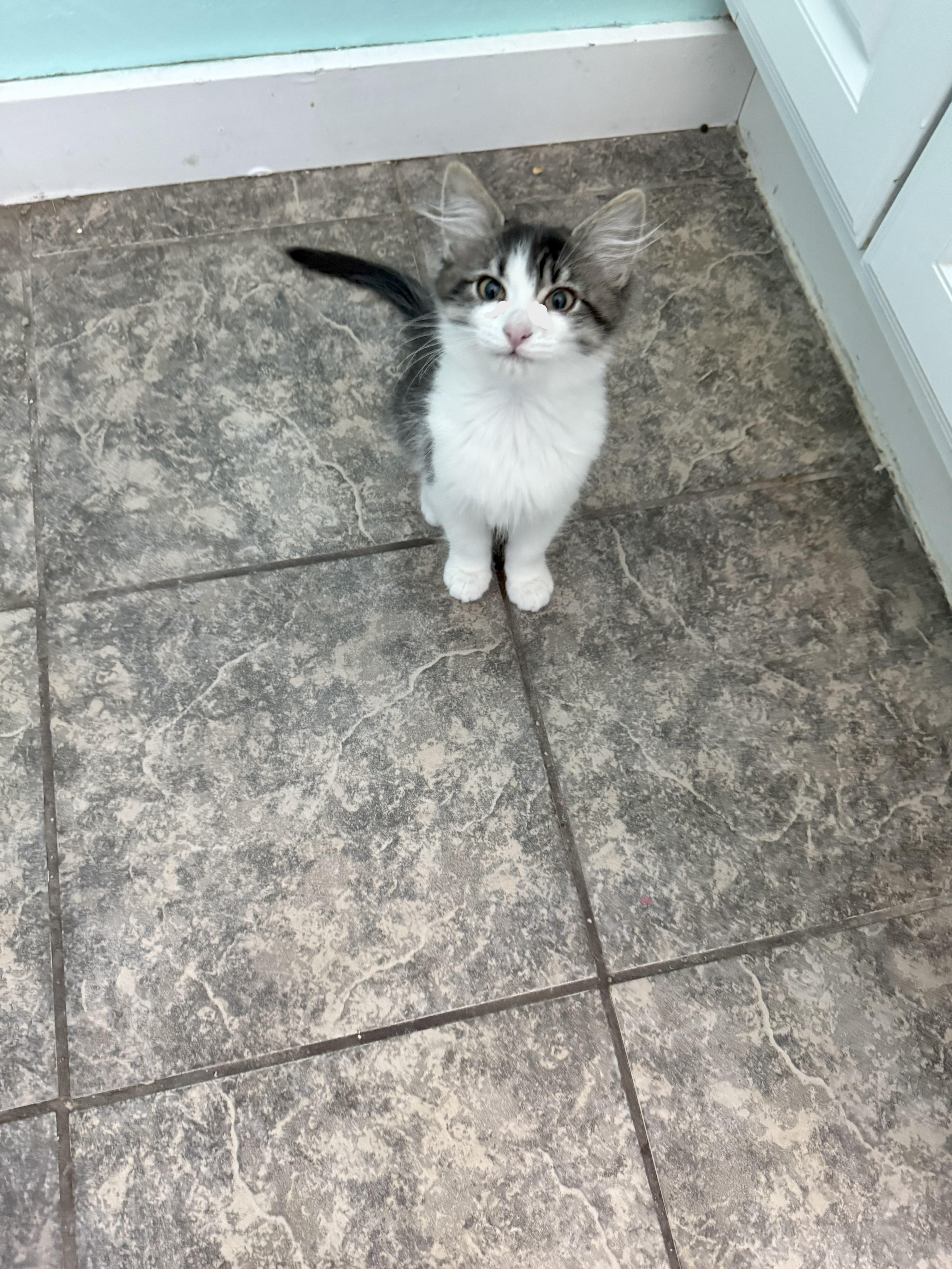 Ziggy, a Adoptable Domestic Short Hair in Midvale, UT image 2/2