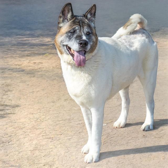 KEAGAN, Adoptable, Adult Male Akita.