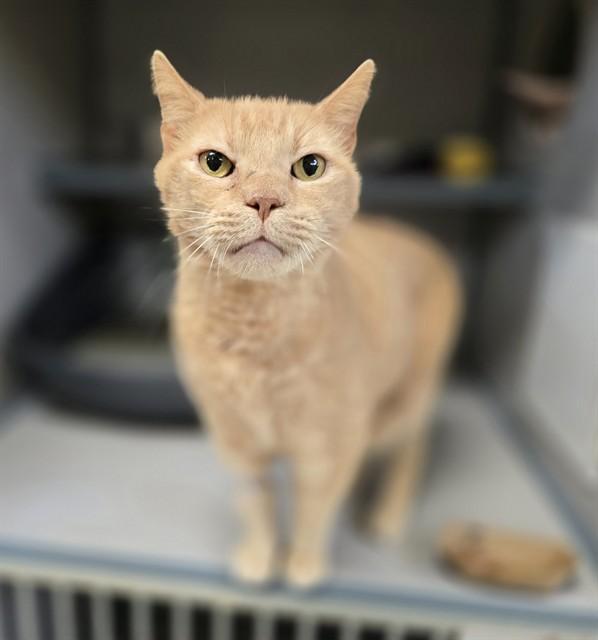 PUG, Adoptable, Adult Male Domestic Short Hair.