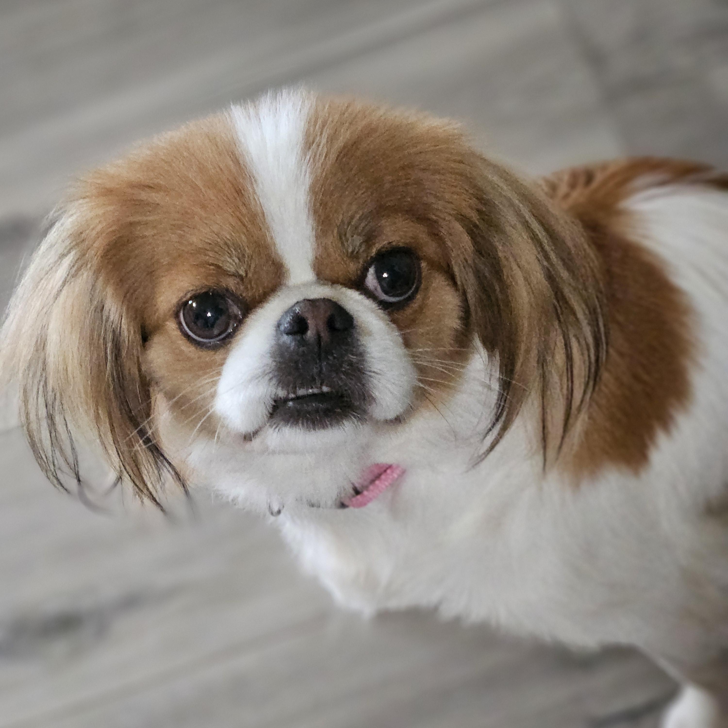 Enlarge Alora, a Adopted Japanese Chin in Ramsey, IN image 3/5