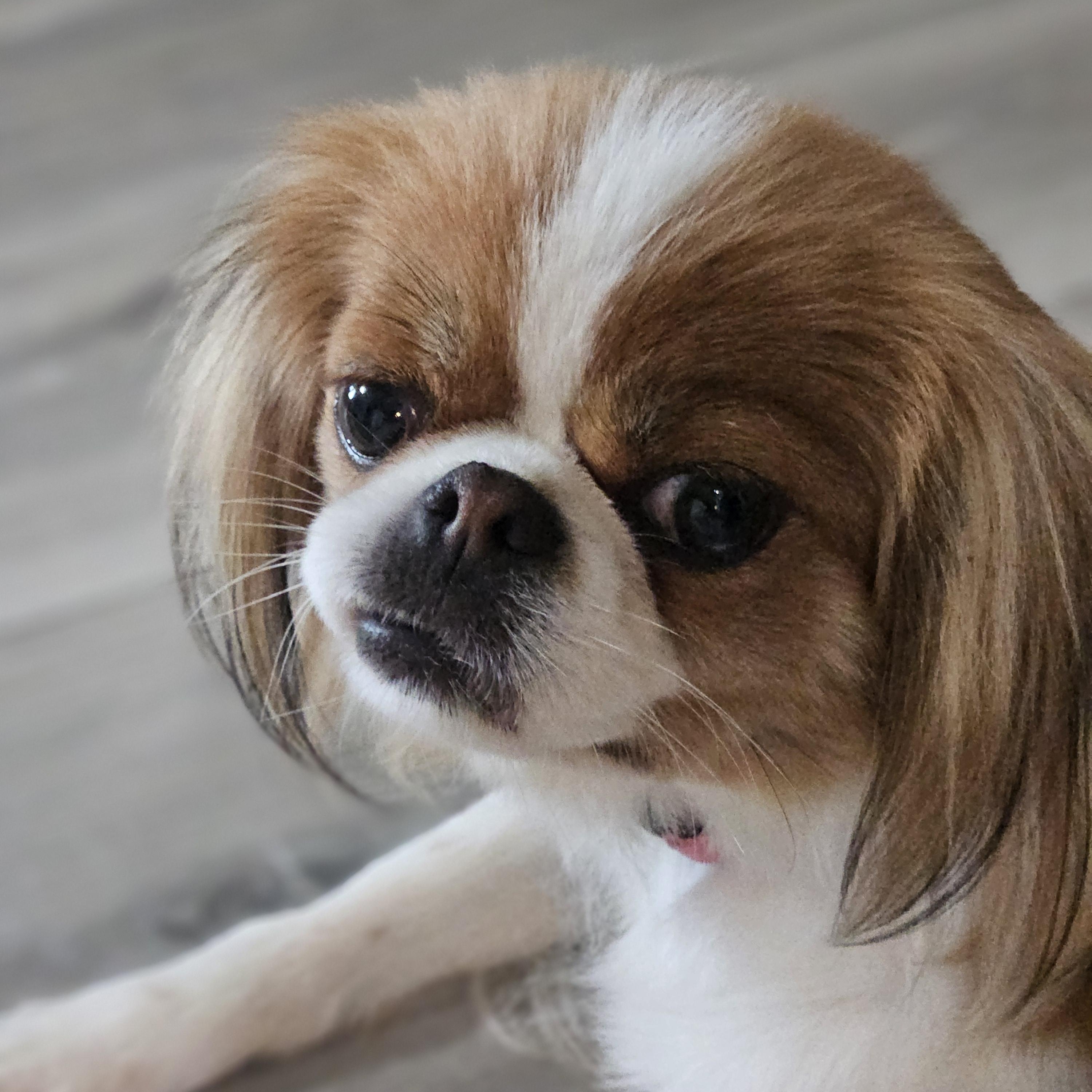 Enlarge Alora, a Adopted Japanese Chin in Ramsey, IN image 4/5