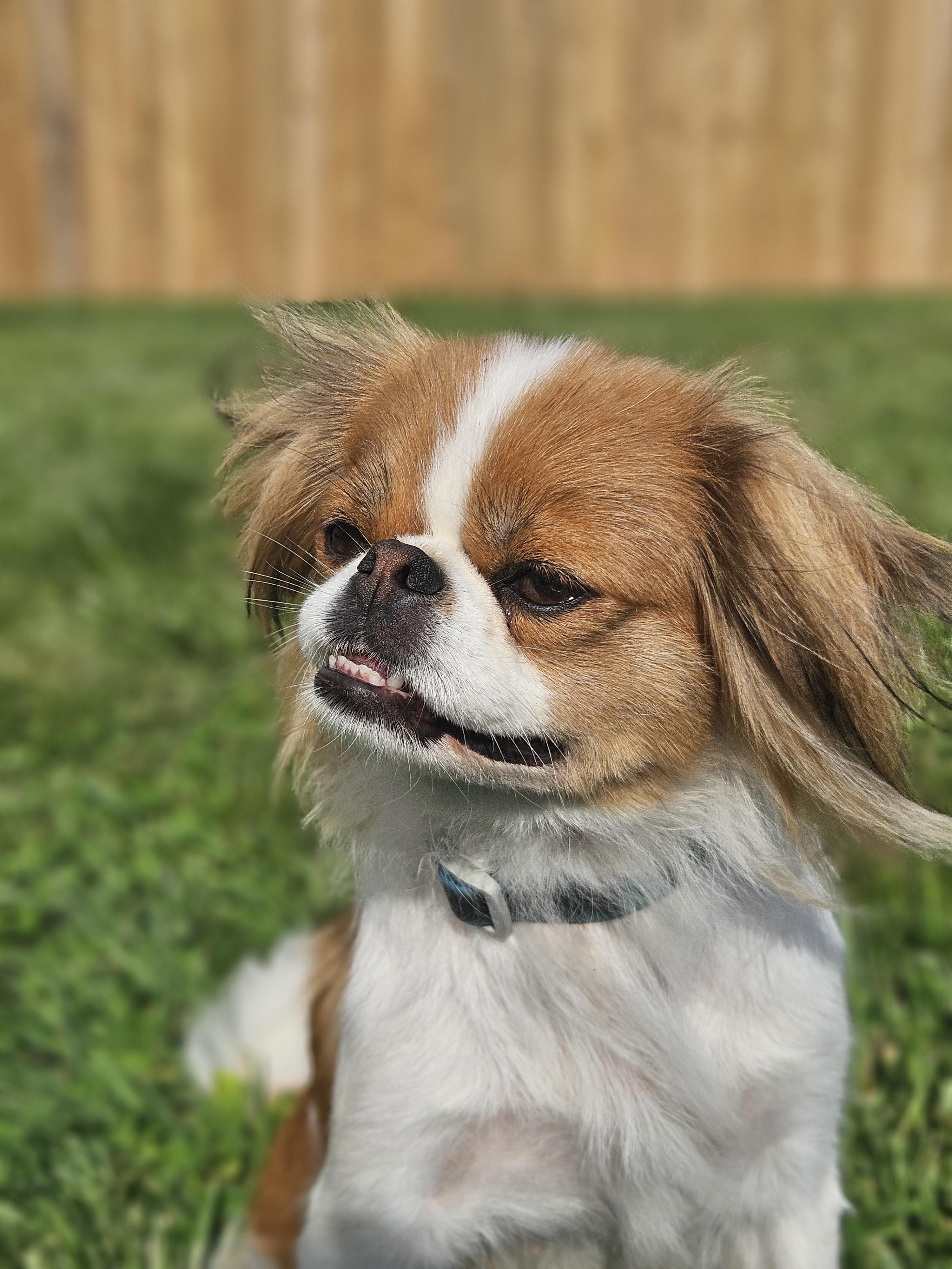 Enlarge Alora, a Adopted Japanese Chin in Ramsey, IN image 1/5
