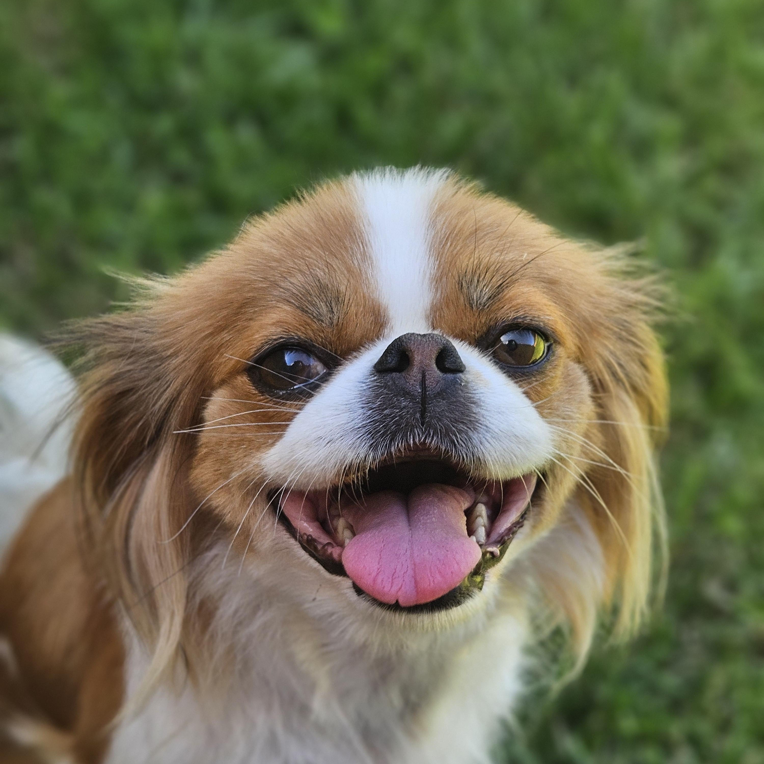 Enlarge Alora, a Adopted Japanese Chin in Ramsey, IN image 2/5