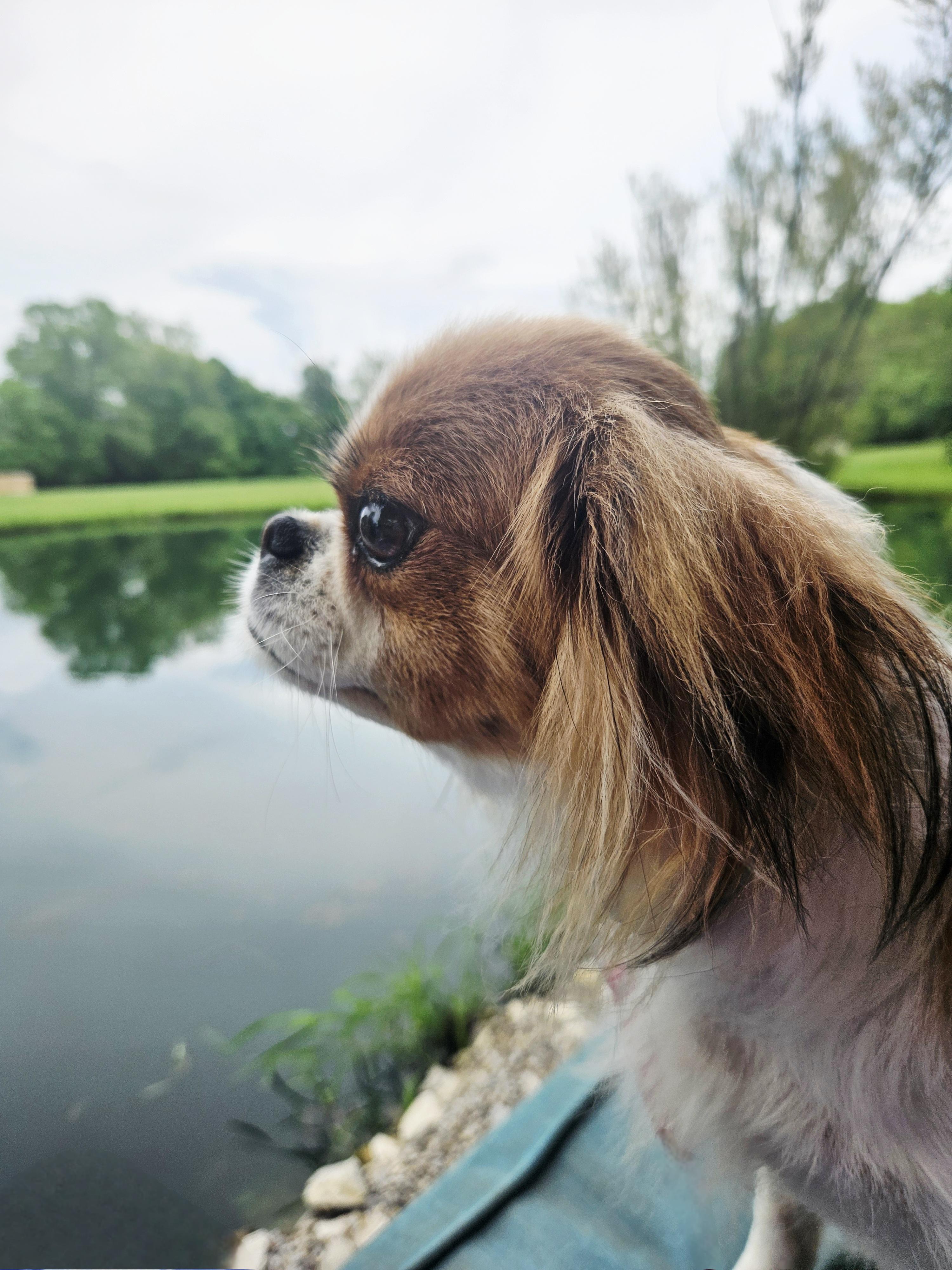 Enlarge Alora, a Adopted Japanese Chin in Ramsey, IN image 5/5