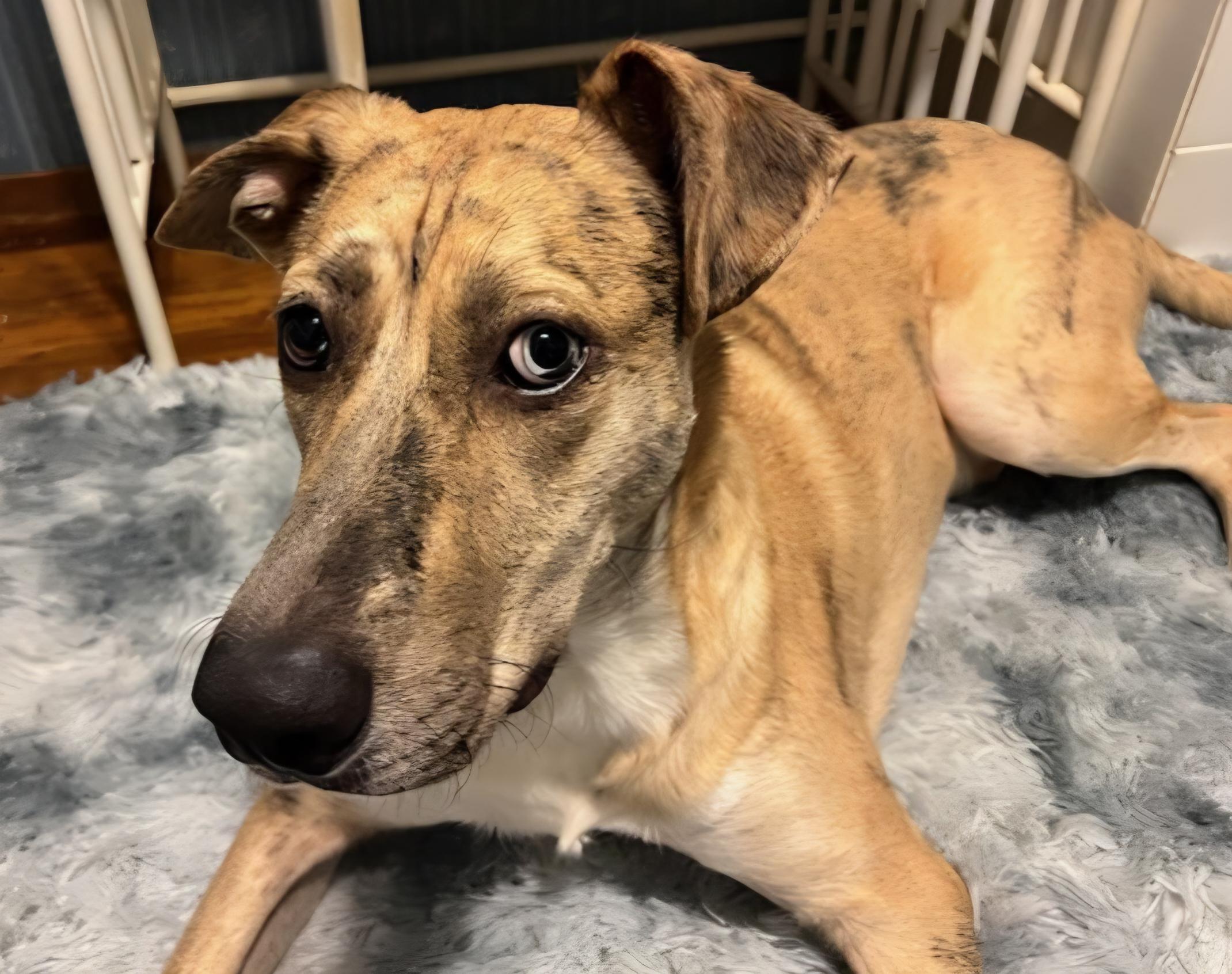 Enlarge Sawyer, a Adoptable mixed breed in Pittsburgh, PA image 4/4