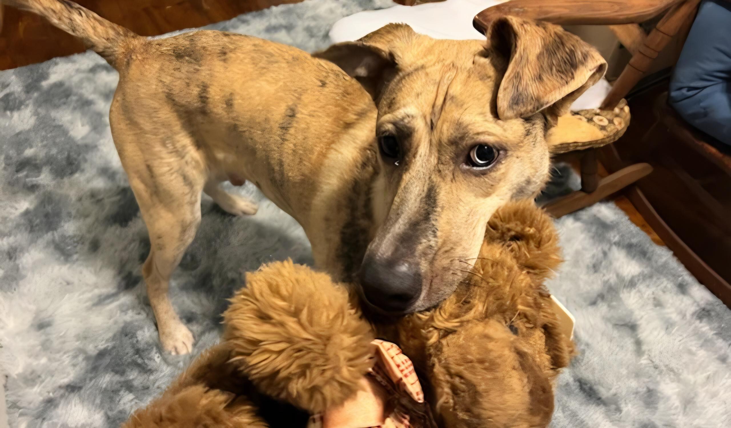 Enlarge Sawyer, a Adoptable mixed breed in Pittsburgh, PA image 3/4