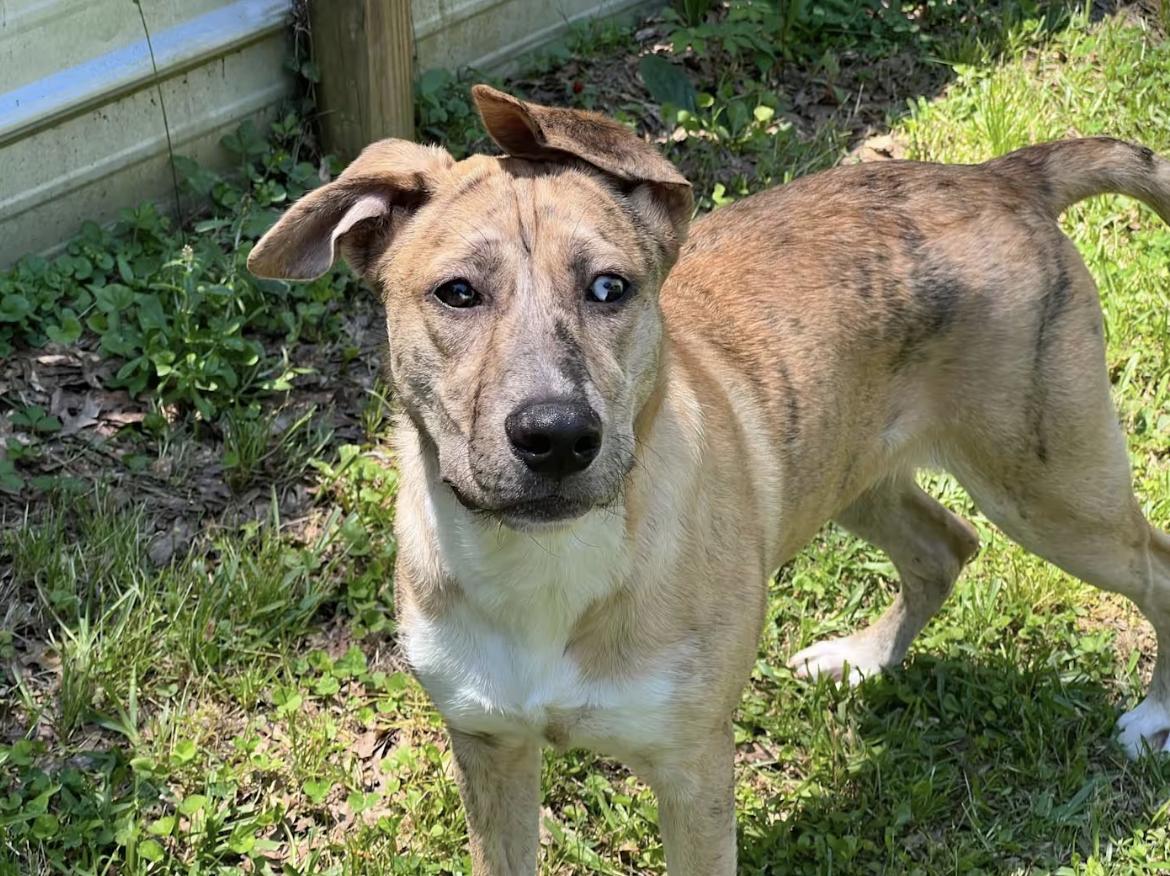 Enlarge Sawyer, a Adoptable mixed breed in Pittsburgh, PA image 2/4