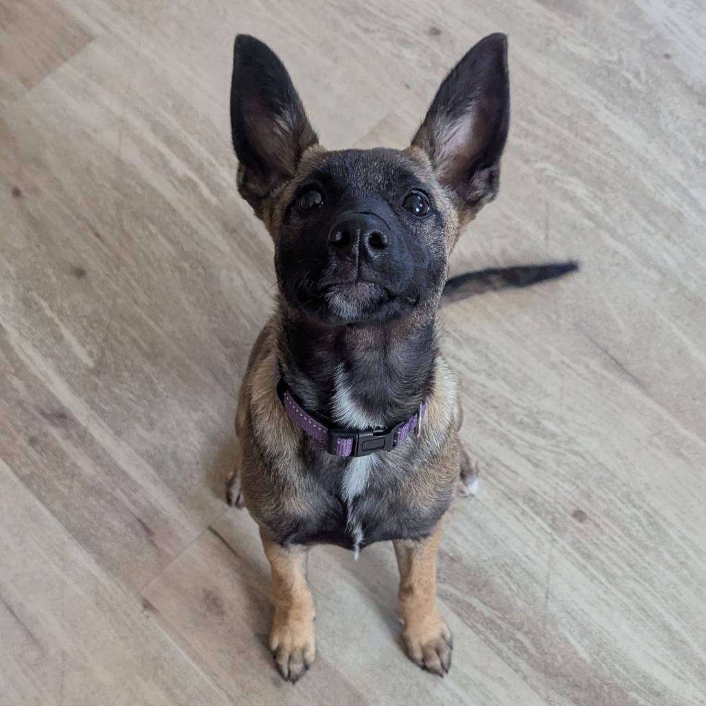 Leia, Adoptable, Young Female Terrier.