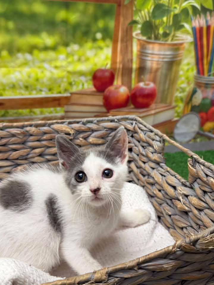 Twirl, Adopted, Kitten Female Domestic Short Hair.