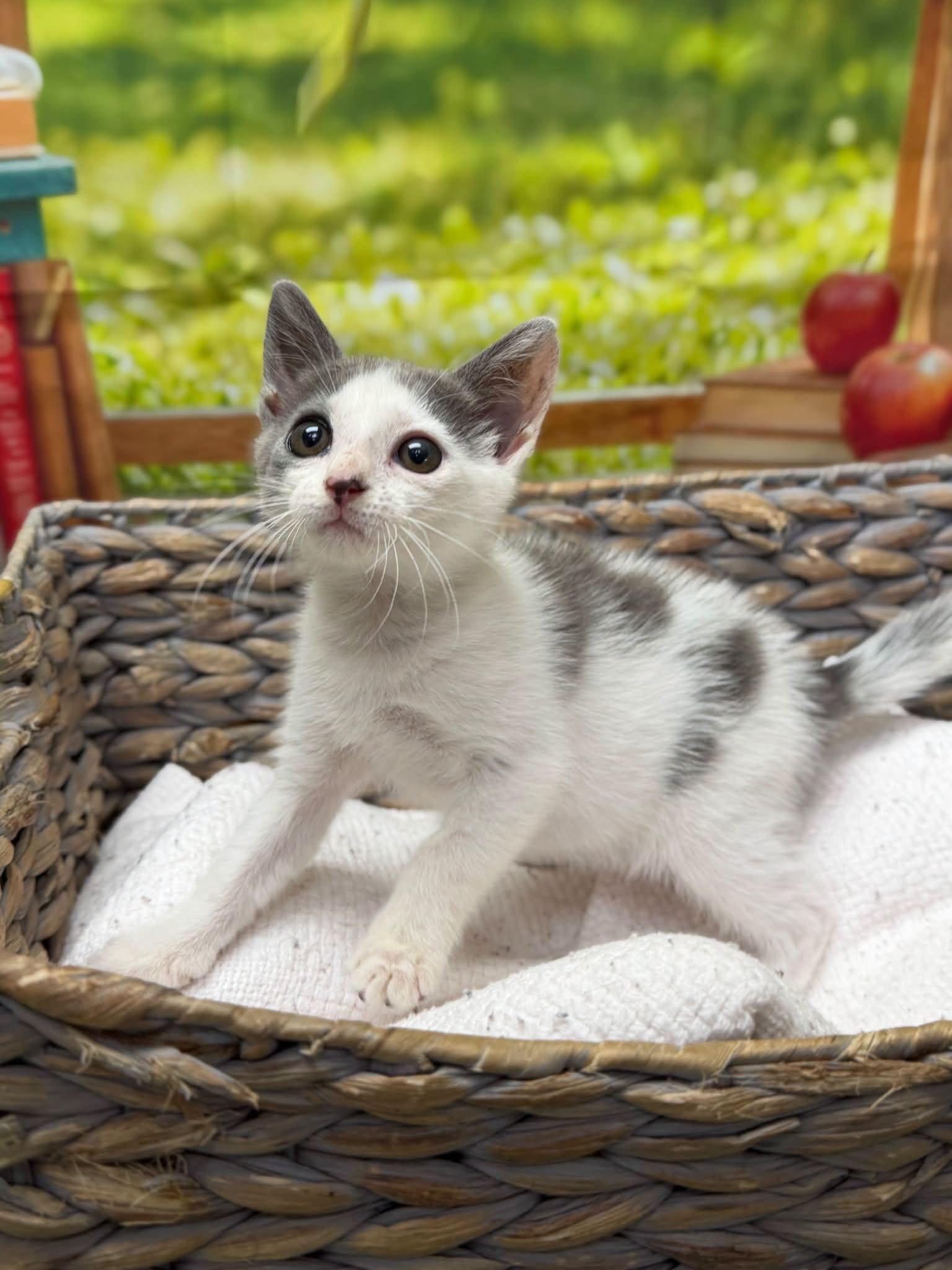 Enlarge Twirl, a Adopted Domestic Short Hair in Statesboro, GA image 2/2