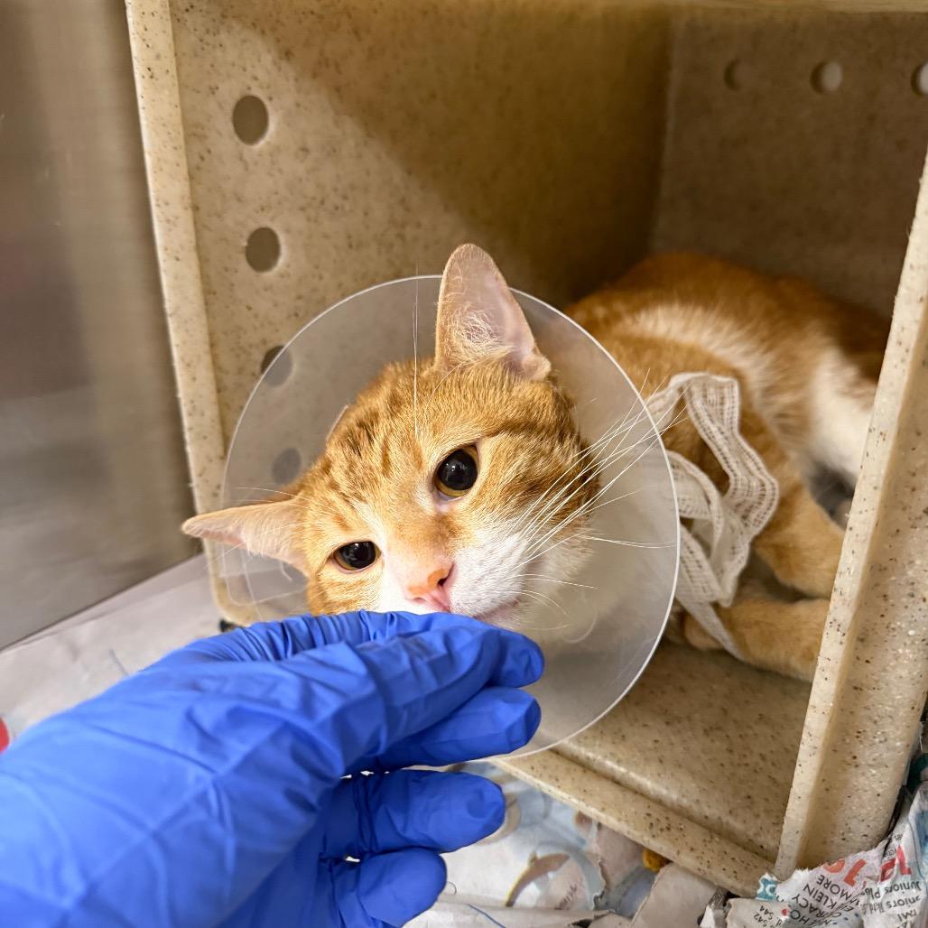 Milo, Adoptable, Adult Male Domestic Short Hair.