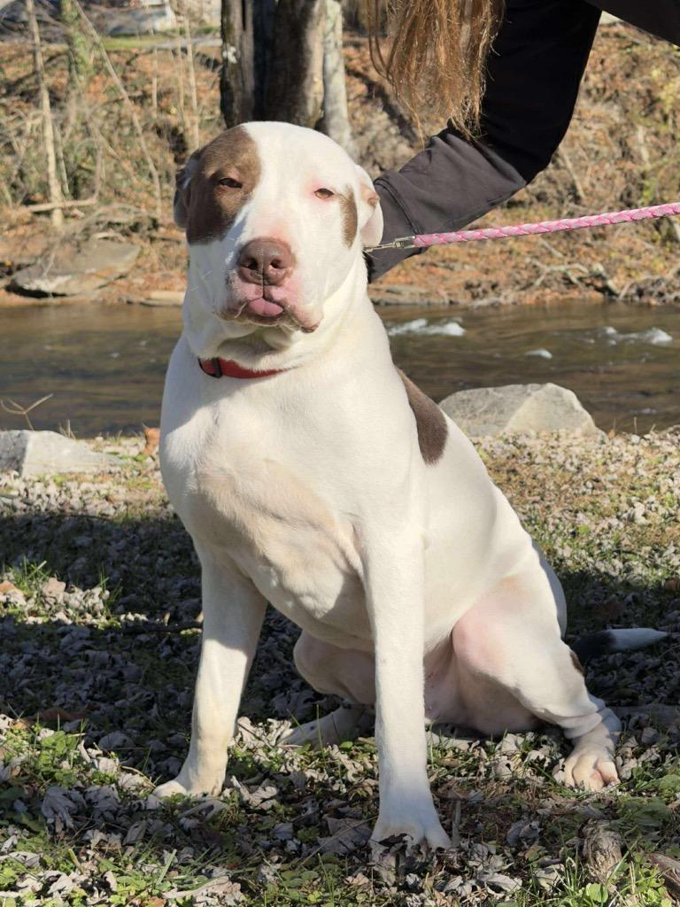Enlarge Bojangles, a Adoptable mixed breed in Parsons, WV image 1/4