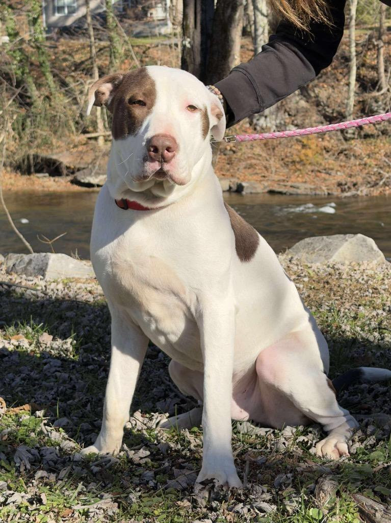 Enlarge Bojangles, a Adoptable mixed breed in Parsons, WV image 2/4