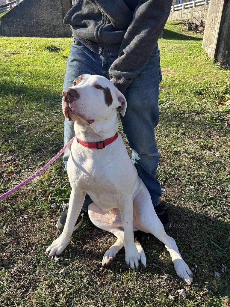 Enlarge Bojangles, a Adoptable mixed breed in Parsons, WV image 3/4