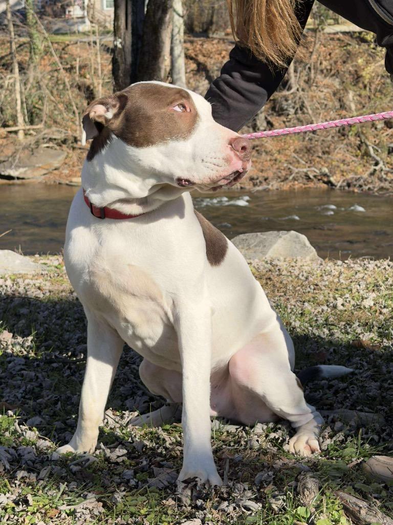 Enlarge Bojangles, a Adoptable mixed breed in Parsons, WV image 4/4