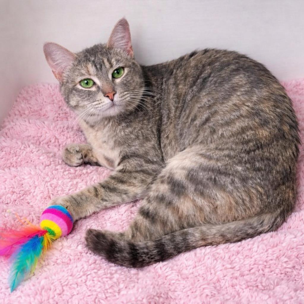 Enlarge Mia-The Lap Cat Who’s Been Waiting Just for You, an adopted mixed breed in Hillsboro, TX image 3/5