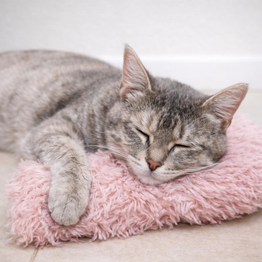 Enlarge Mia-The Lap Cat Who’s Been Waiting Just for You, an adopted mixed breed in Hillsboro, TX image 2/5