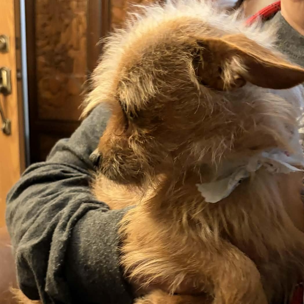 Enlarge POP TART, an adopted mixed breed in Glocester, RI image 5/6