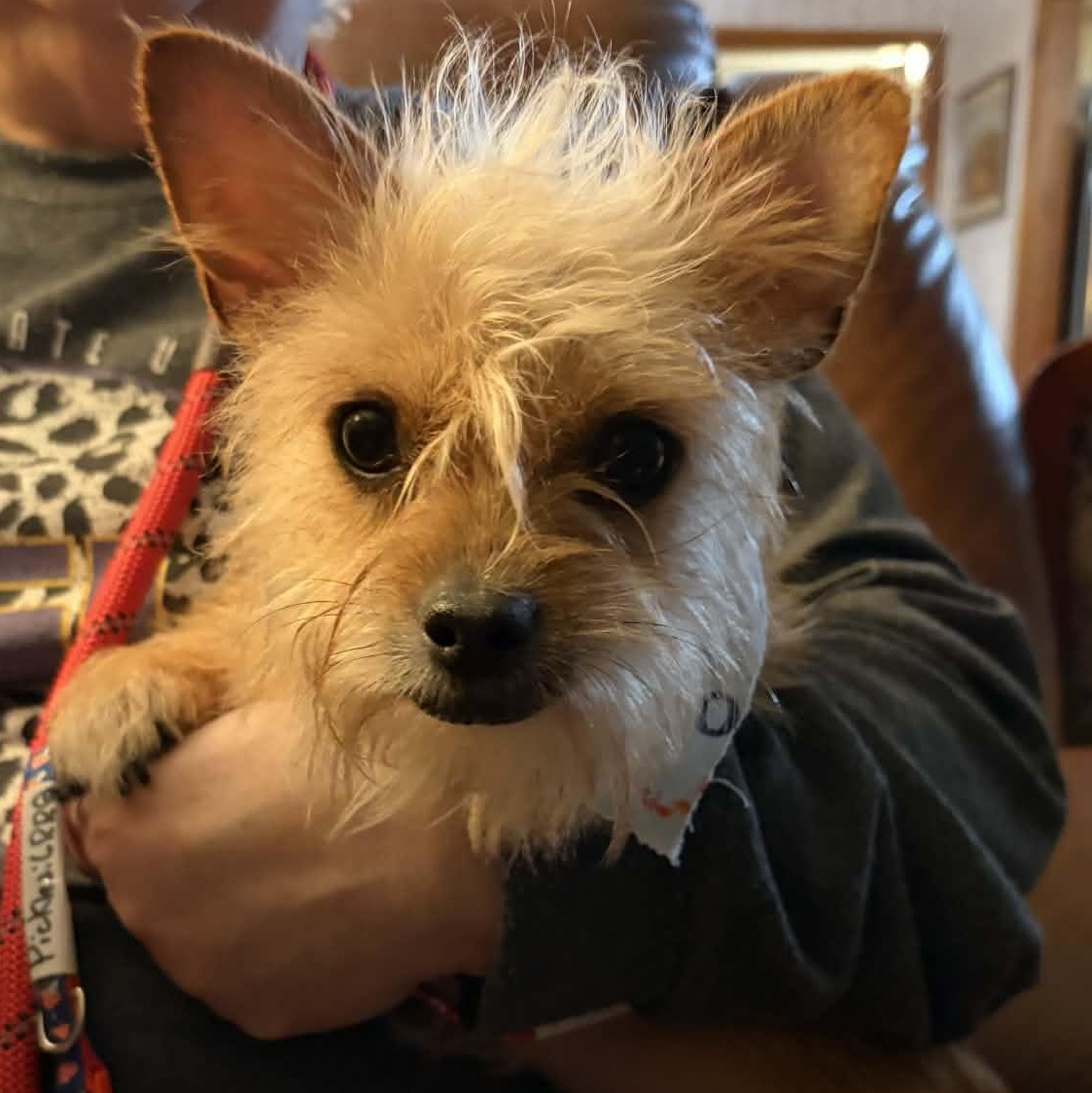 Enlarge POP TART, an adopted mixed breed in Glocester, RI image 1/6