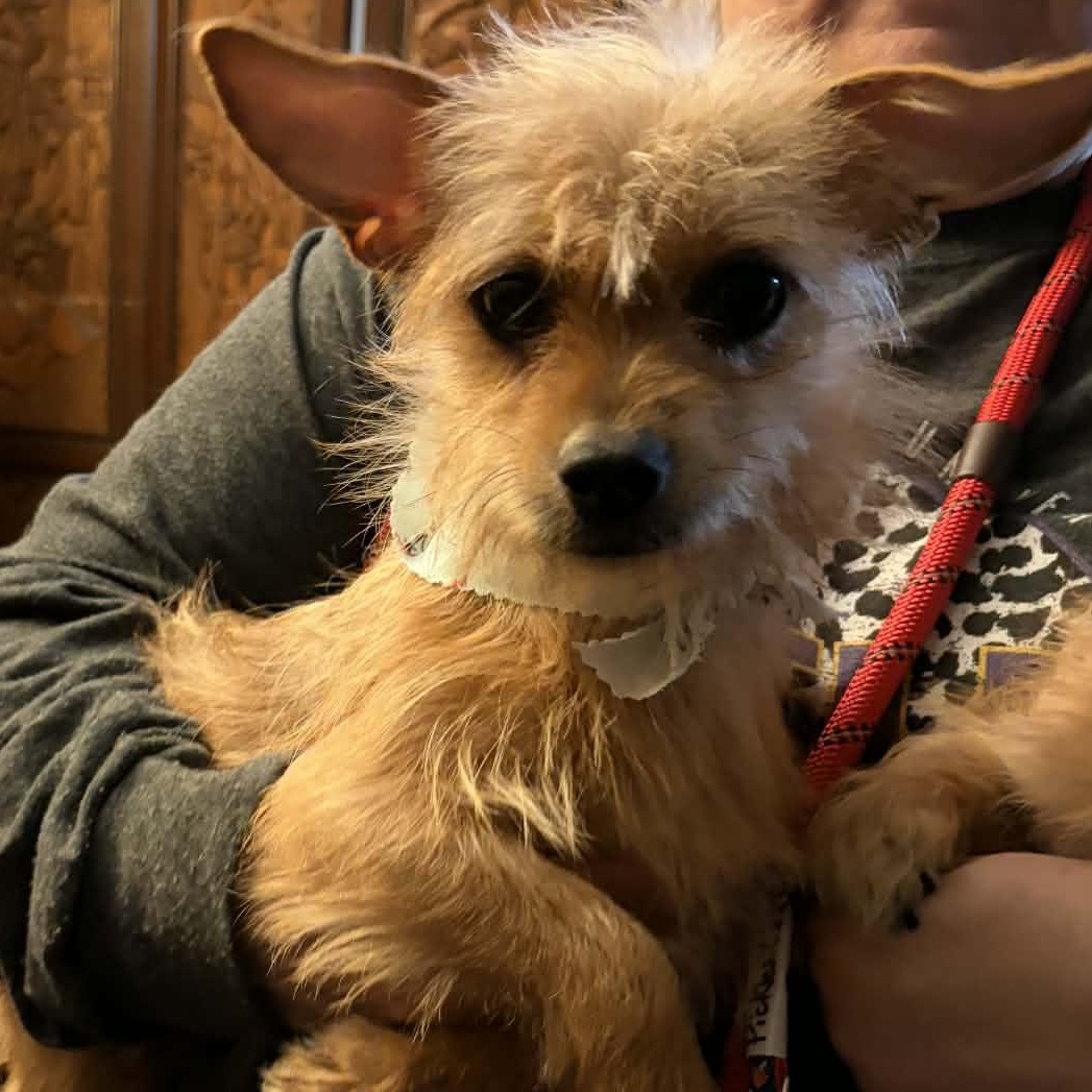 Enlarge POP TART, an adopted mixed breed in Glocester, RI image 6/6