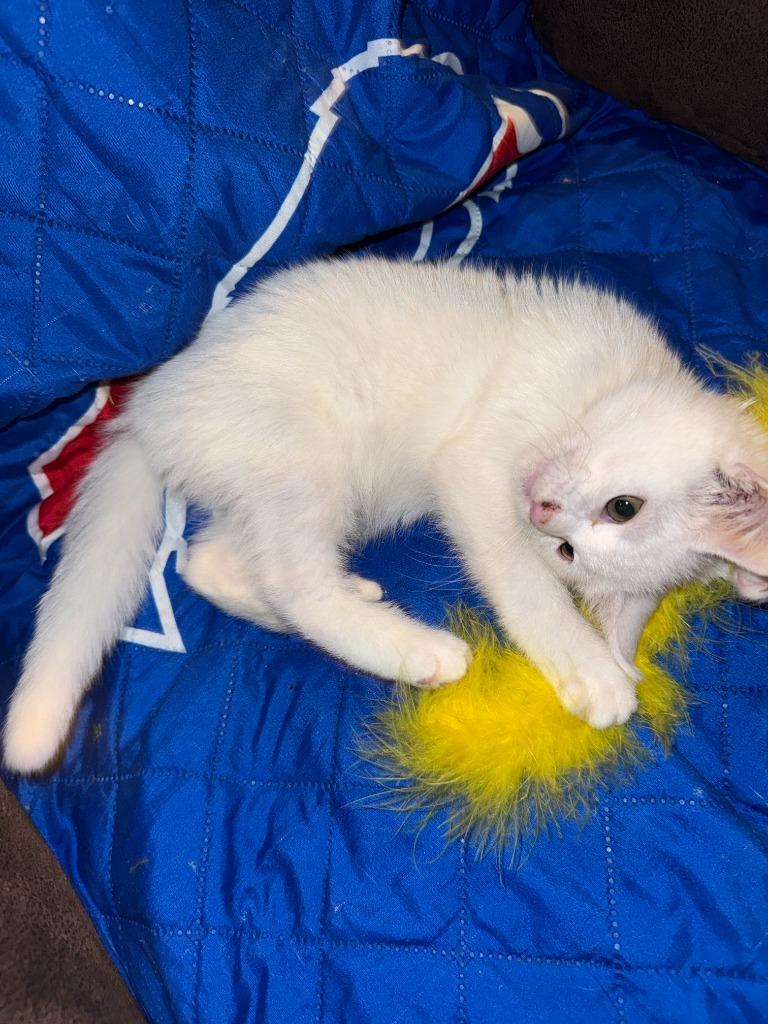 Goldielocks, Adoptable, Kitten Female American Shorthair.