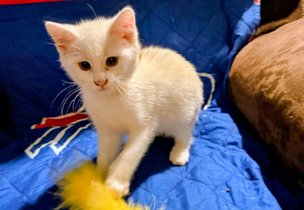 Enlarge Goldielocks, a Adoptable American Shorthair in Hagaman, NY image 2/2