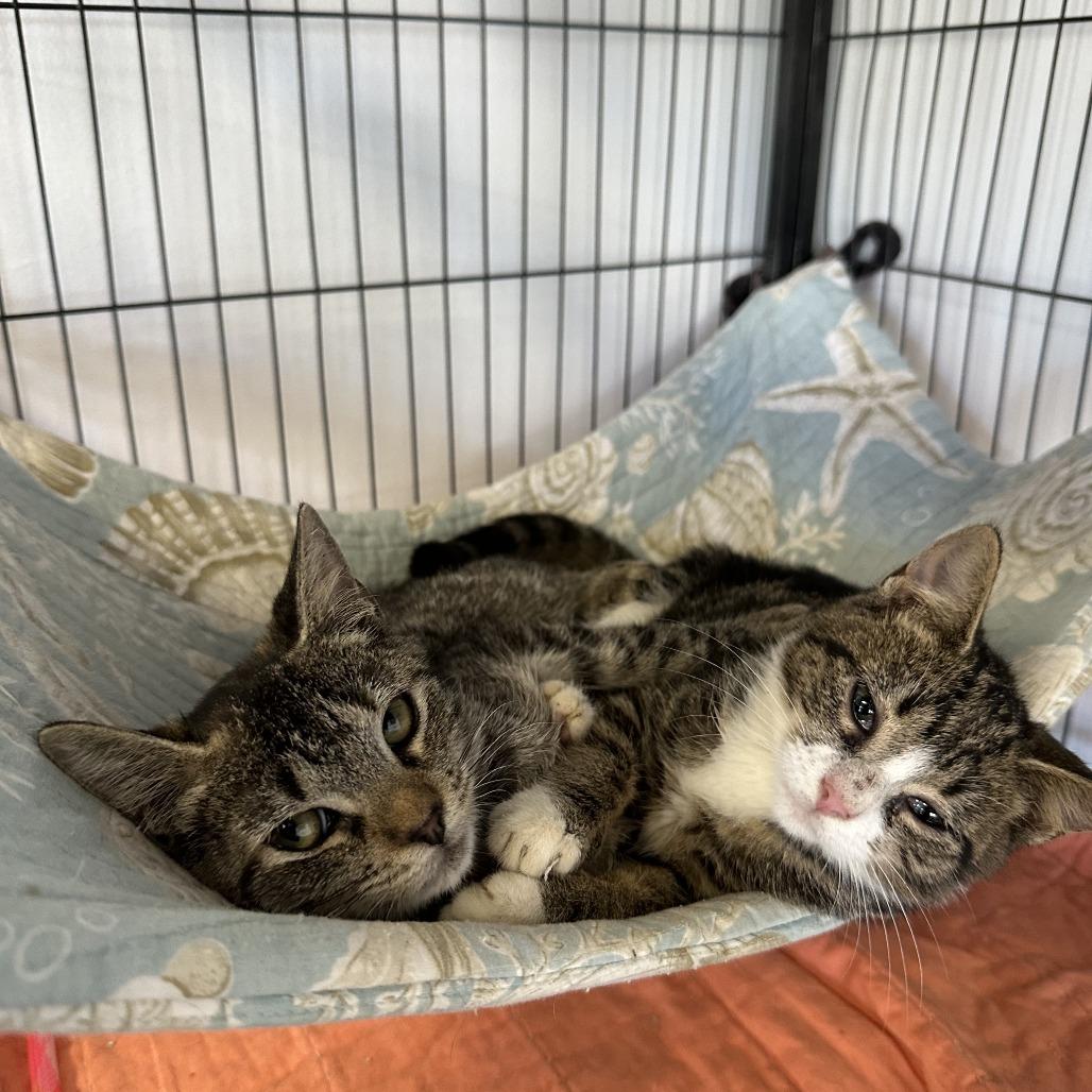 Wishy, Adoptable, Young Female Domestic Short Hair.