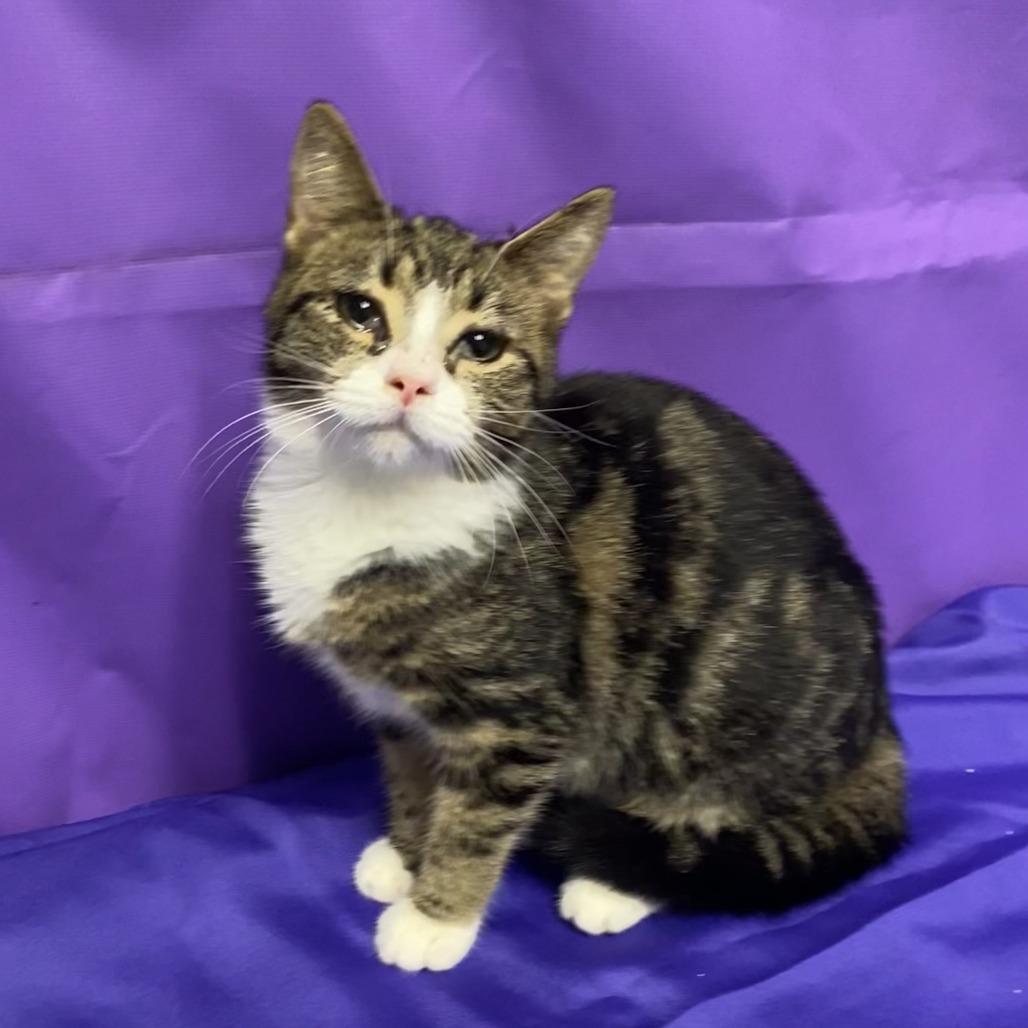 Wishy, a Adoptable Domestic Short Hair in North Myrtle Beach, SC image 1/2