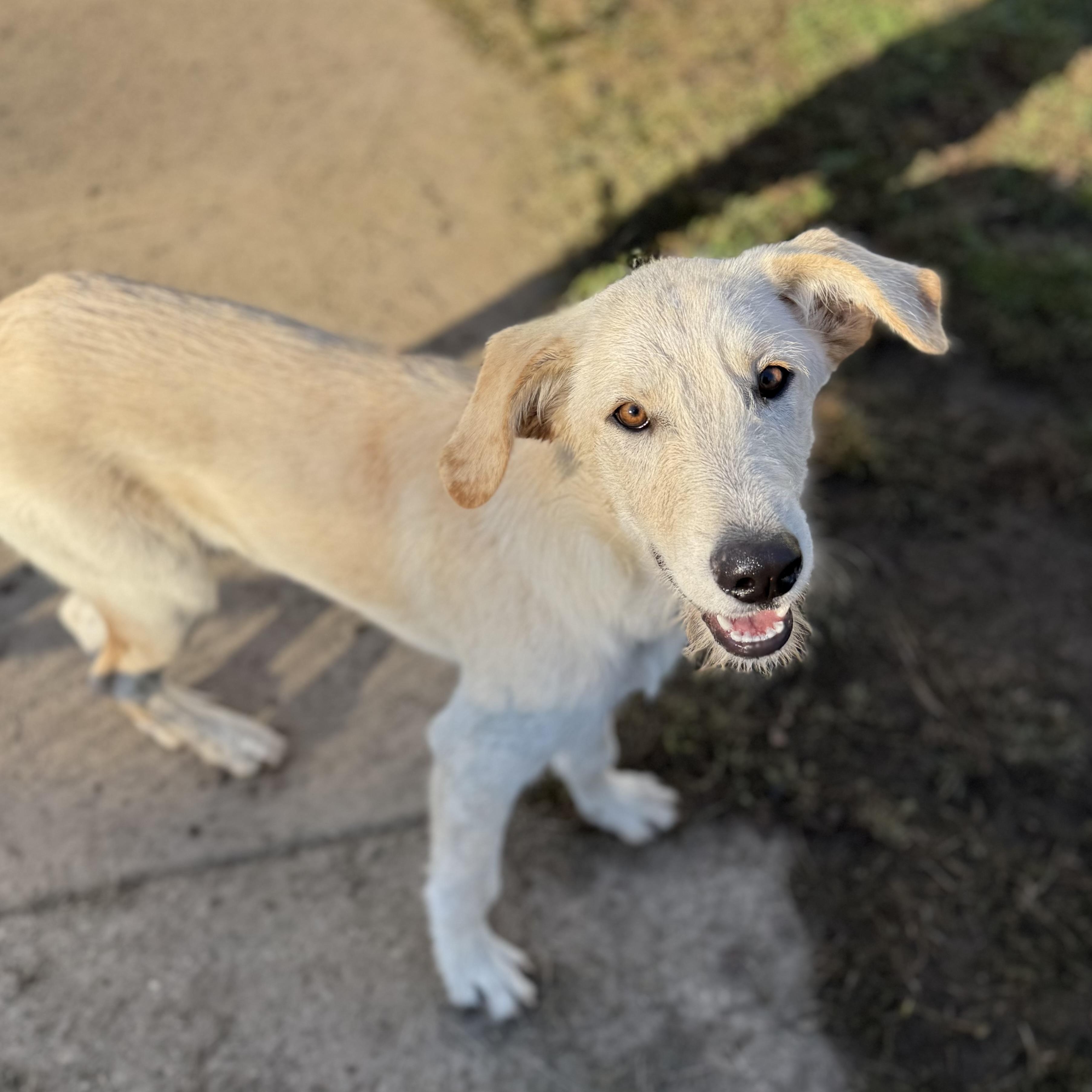 Enlarge Ripley, a Adoptable mixed breed in Glenolden, PA image 6/6
