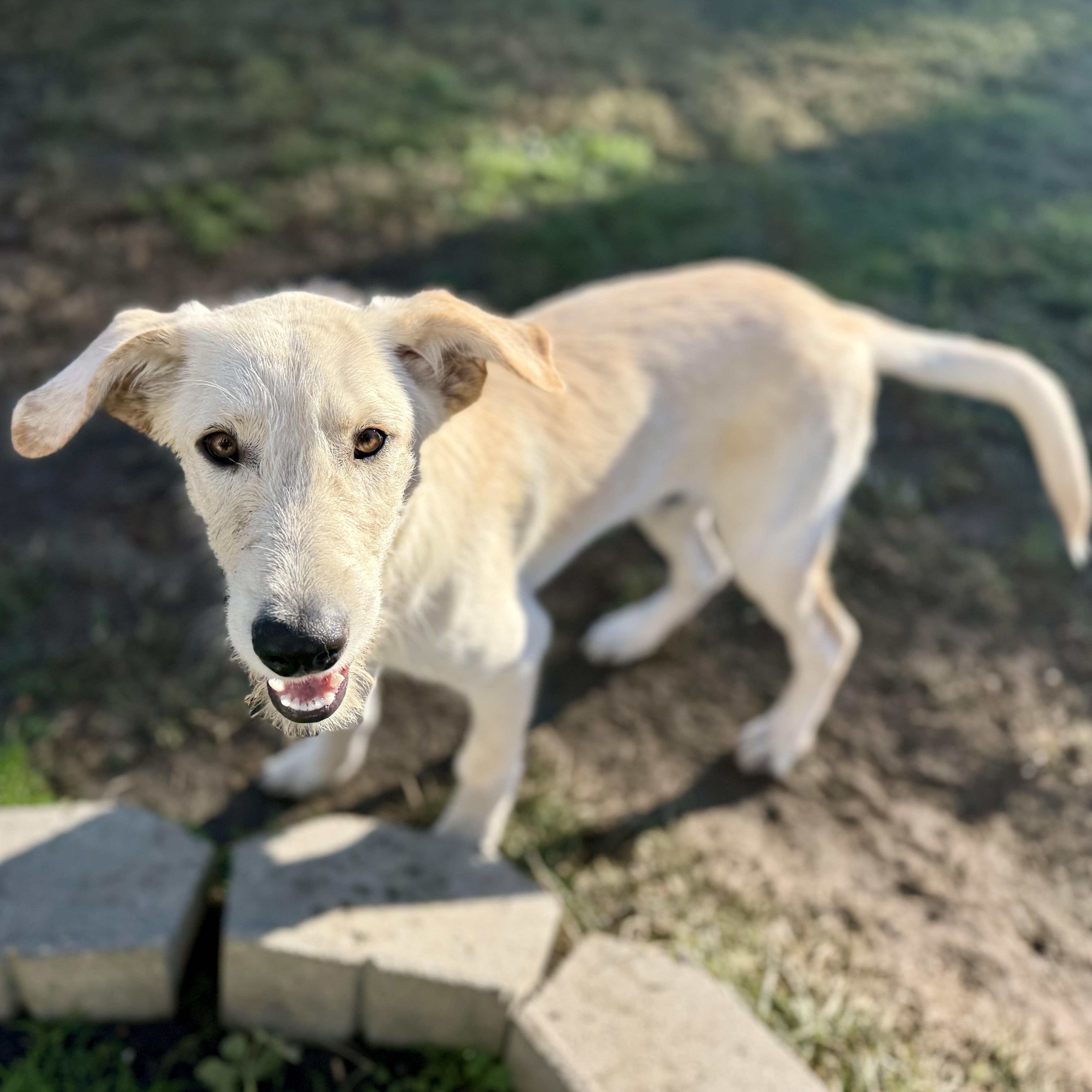 Enlarge Ripley, a Adoptable mixed breed in Glenolden, PA image 2/6