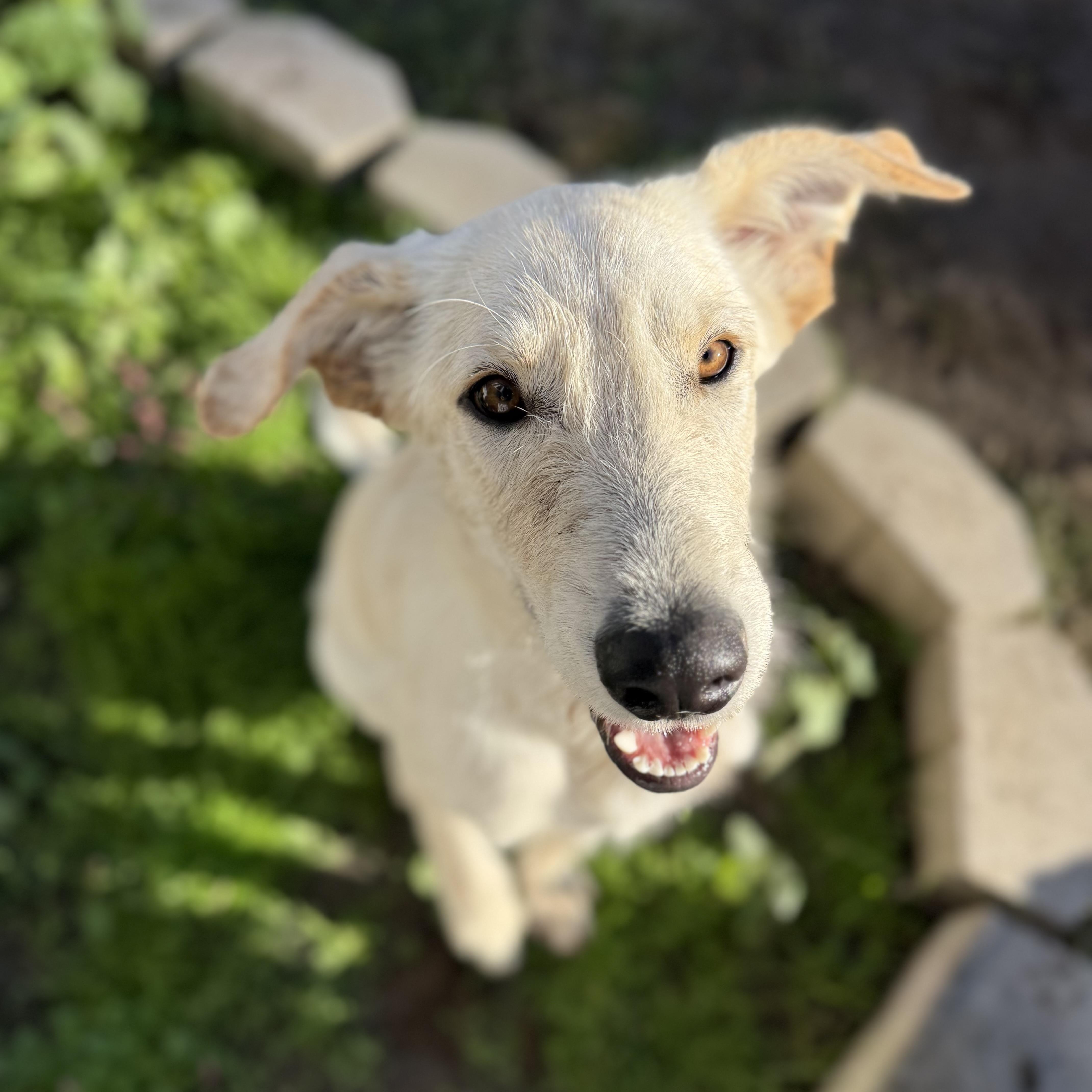 Enlarge Ripley, a Adoptable mixed breed in Glenolden, PA image 3/6