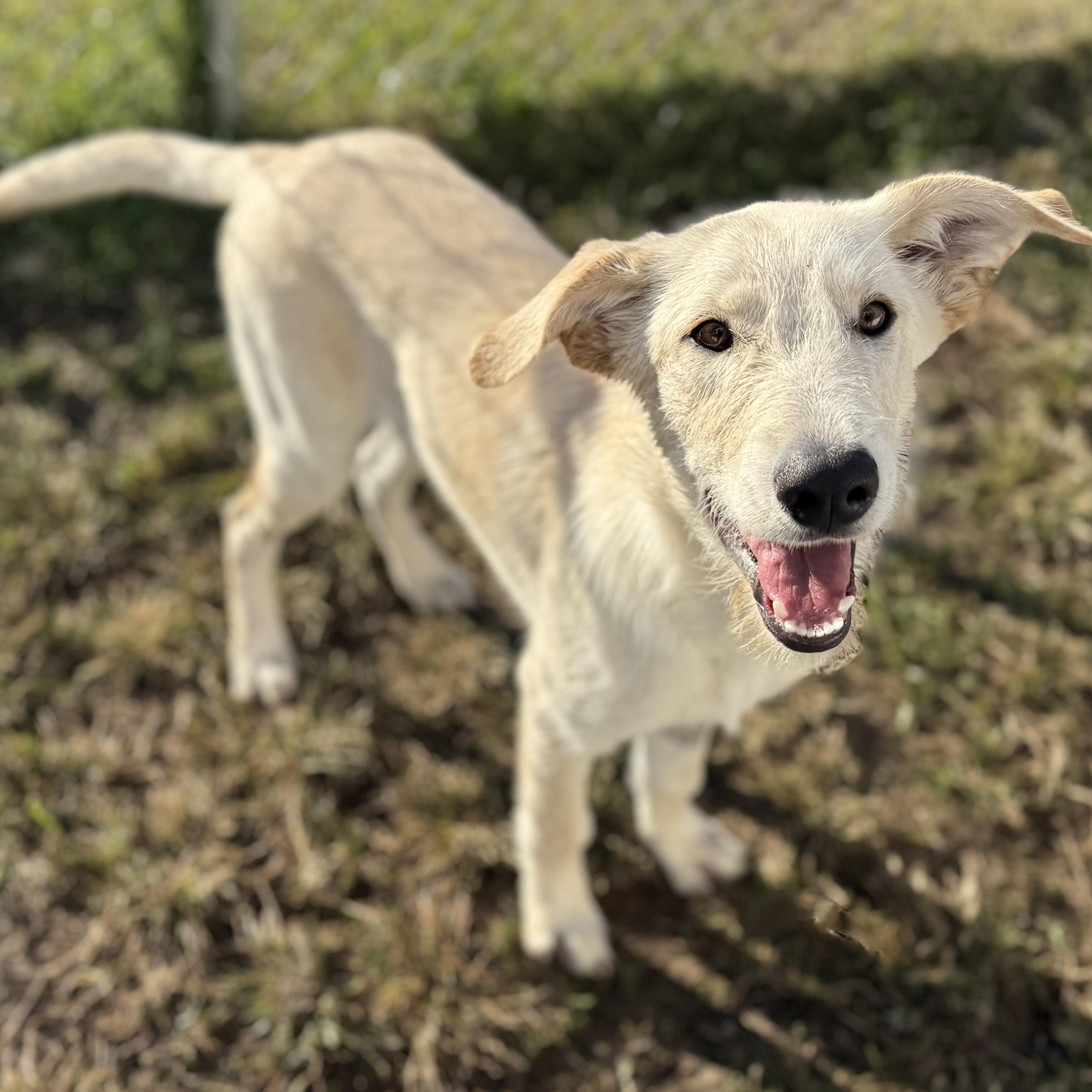 Ripley, Adoptable, Puppy Male German Shepherd Dog & Labradoodle.