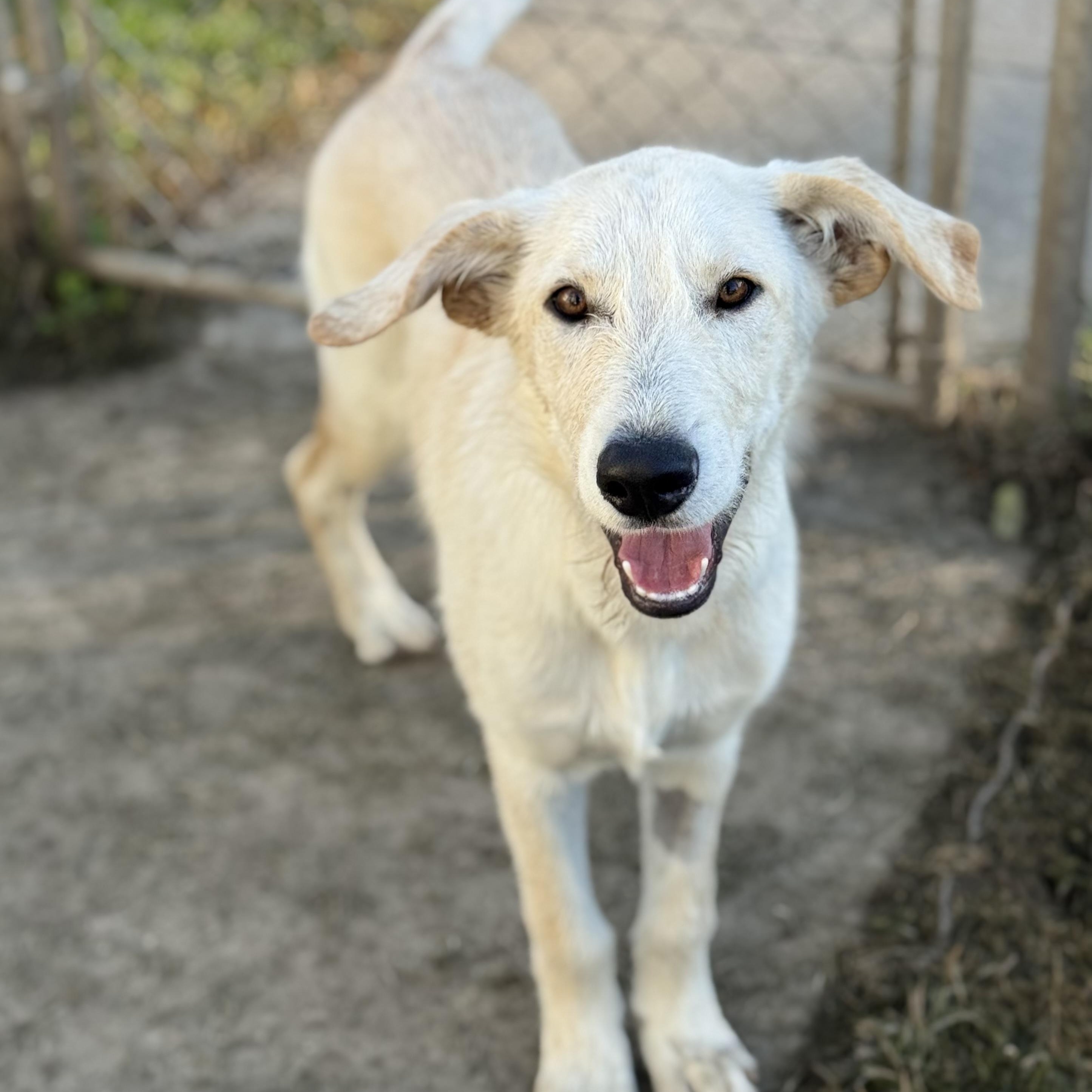 Enlarge Ripley, a Adoptable mixed breed in Glenolden, PA image 5/6