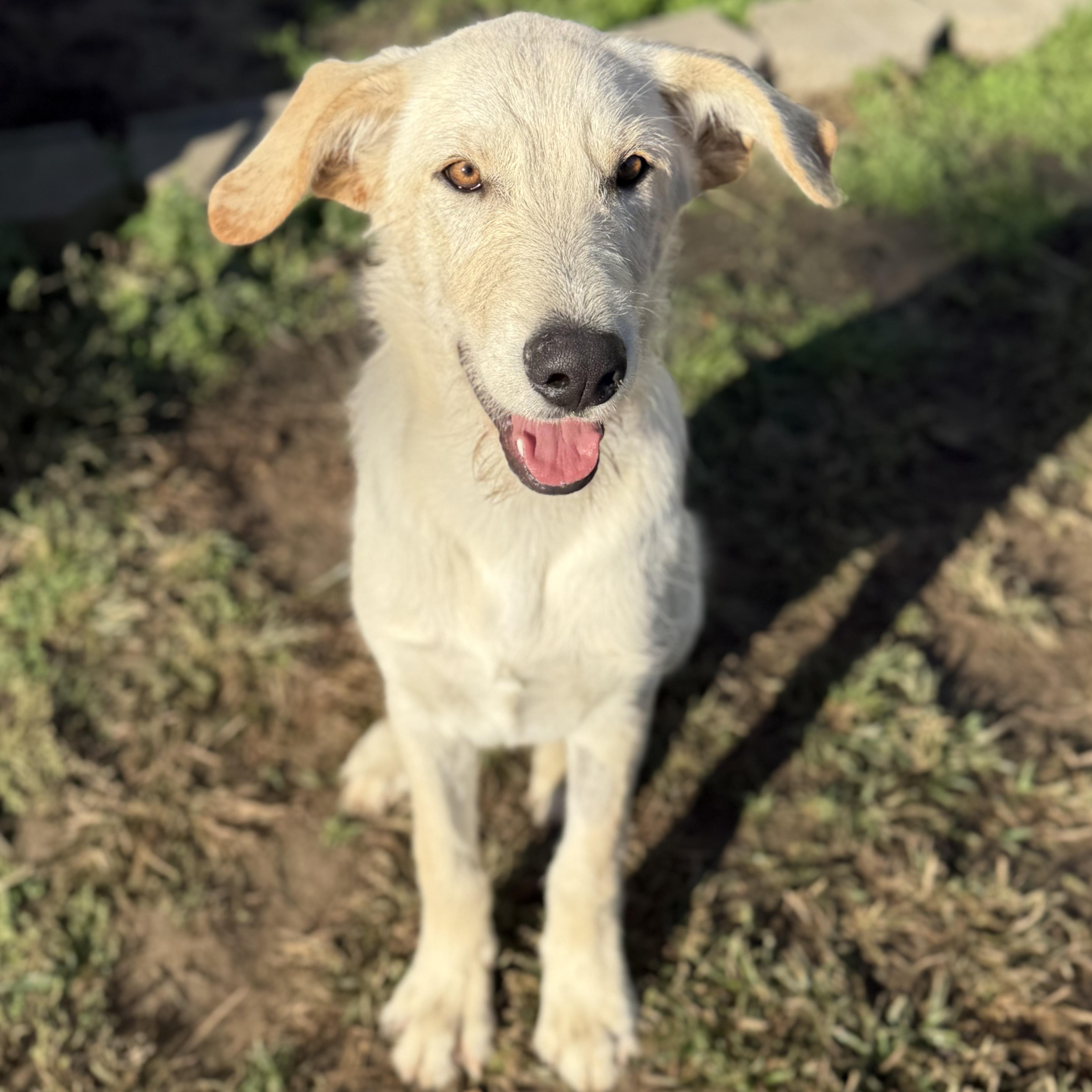 Enlarge Ripley, a Adoptable mixed breed in Glenolden, PA image 4/6