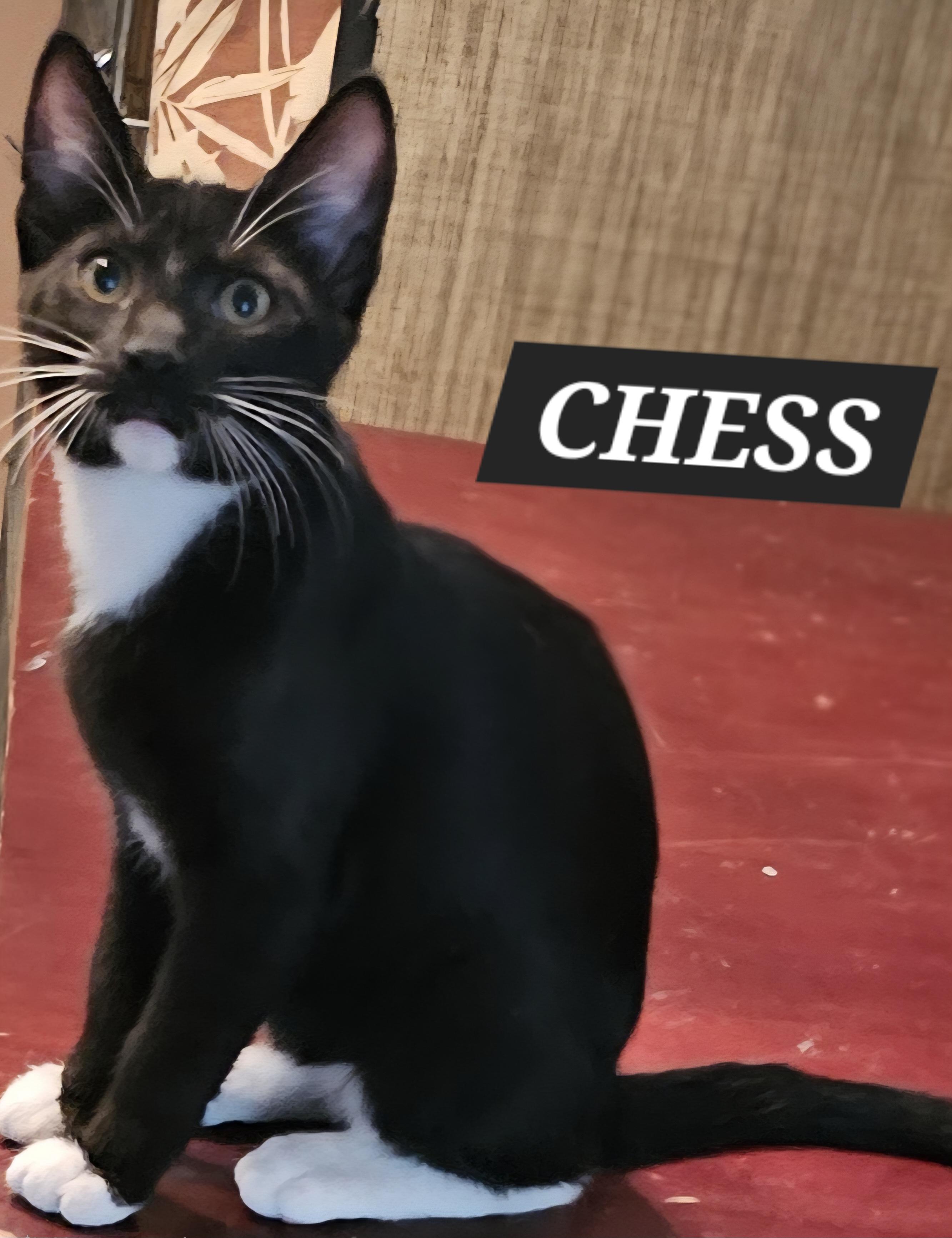 Chess