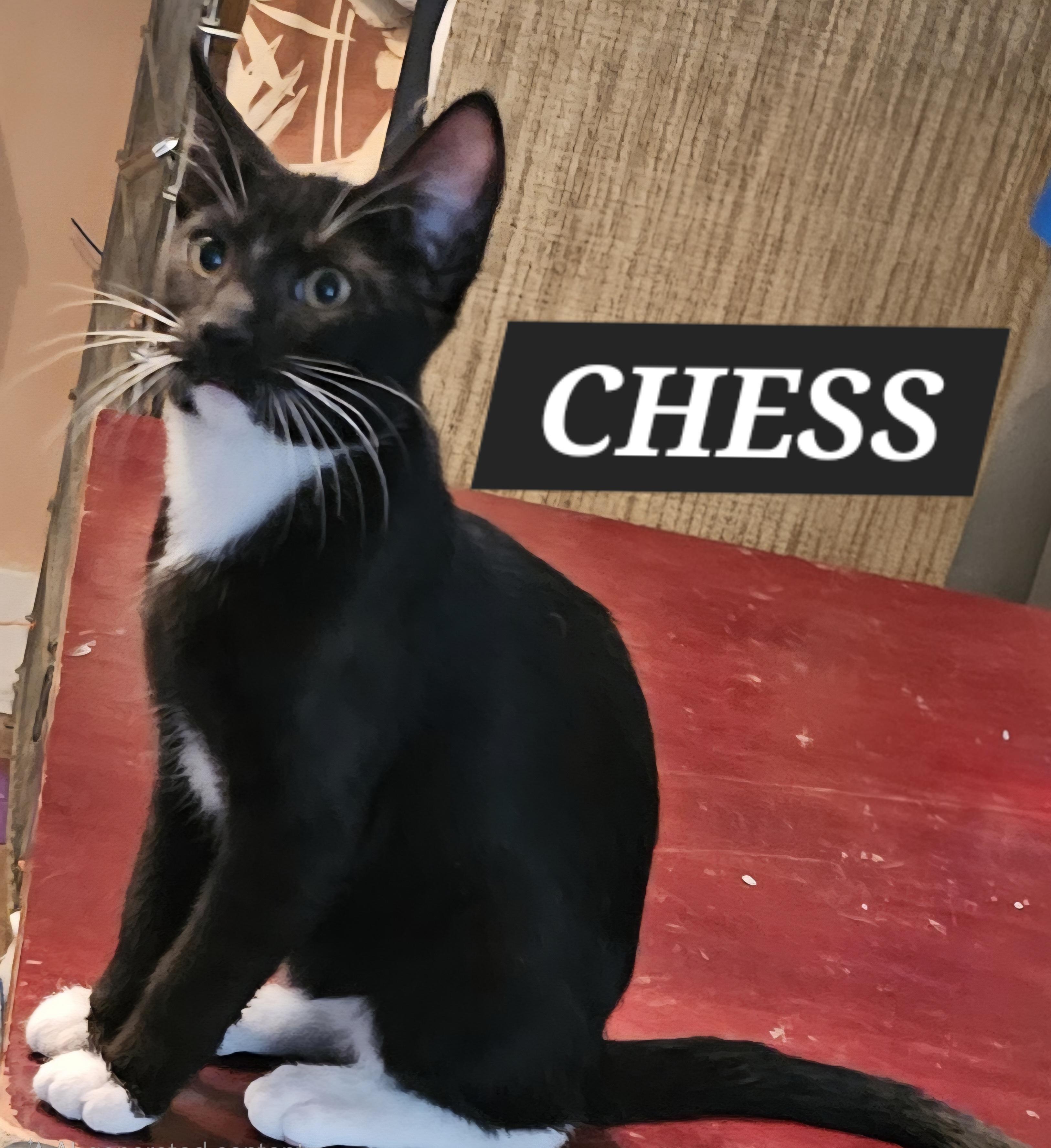 Chess