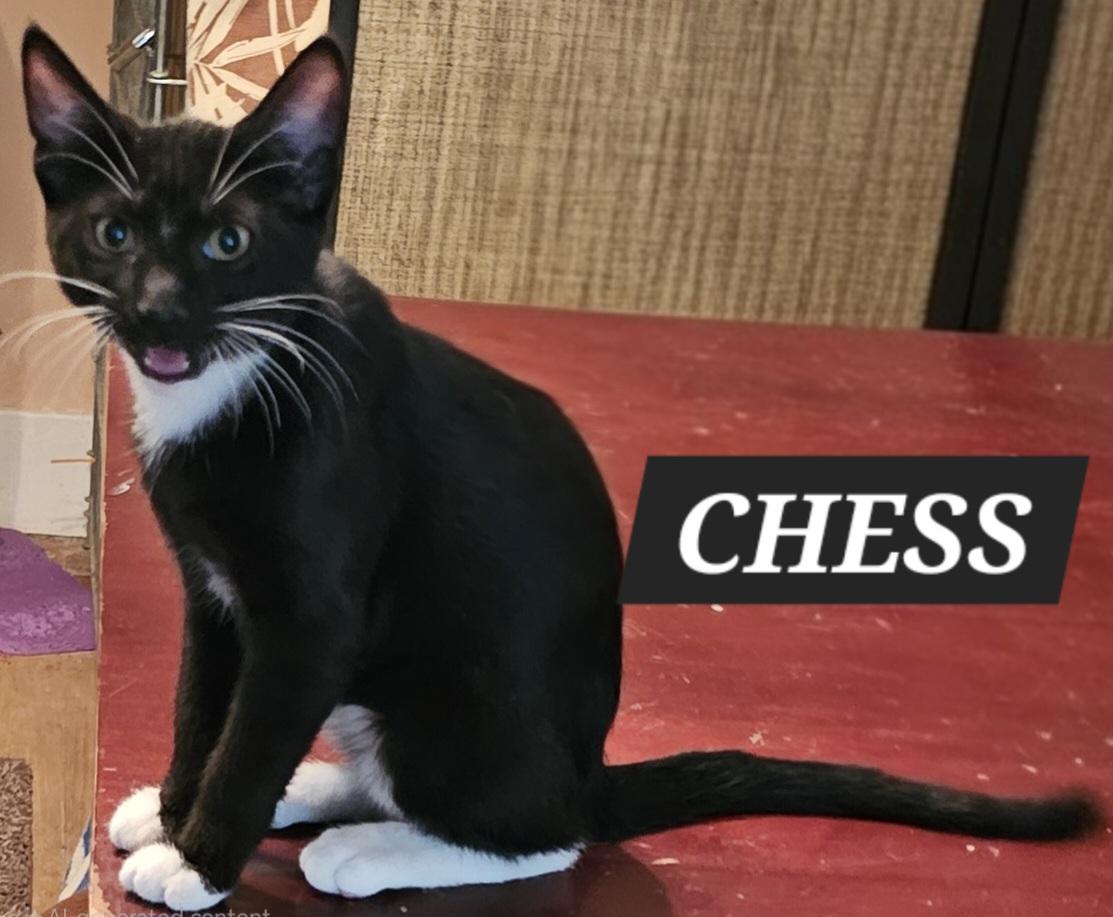 Chess