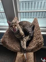 Balance, ADOPTABLE, Adult Female Domestic Short Hair.