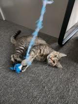 Enlarge Balance, a ADOPTABLE Domestic Short Hair in Merrillville, IN image 3/5