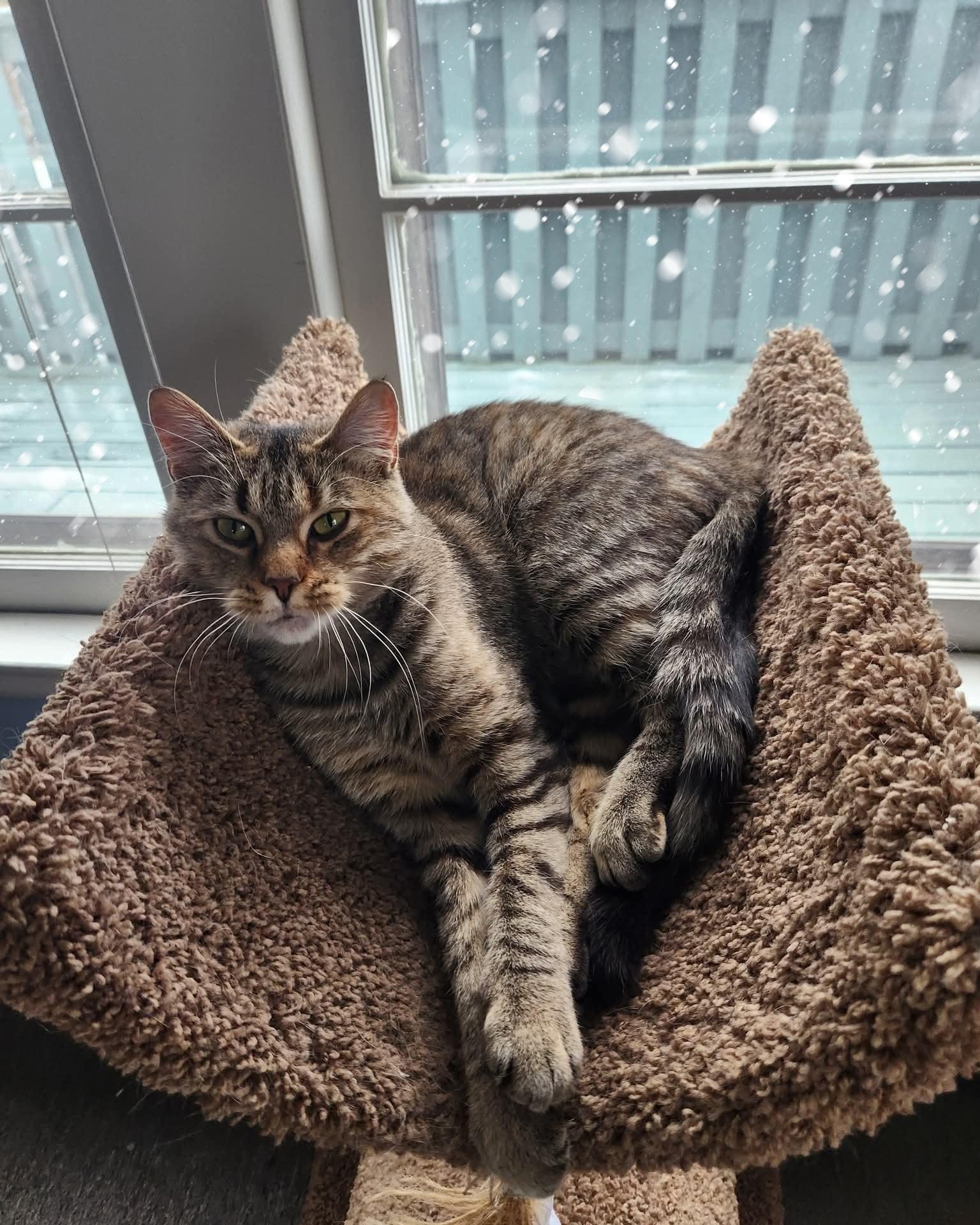 Enlarge Balance, a ADOPTABLE Domestic Short Hair in Merrillville, IN image 2/5