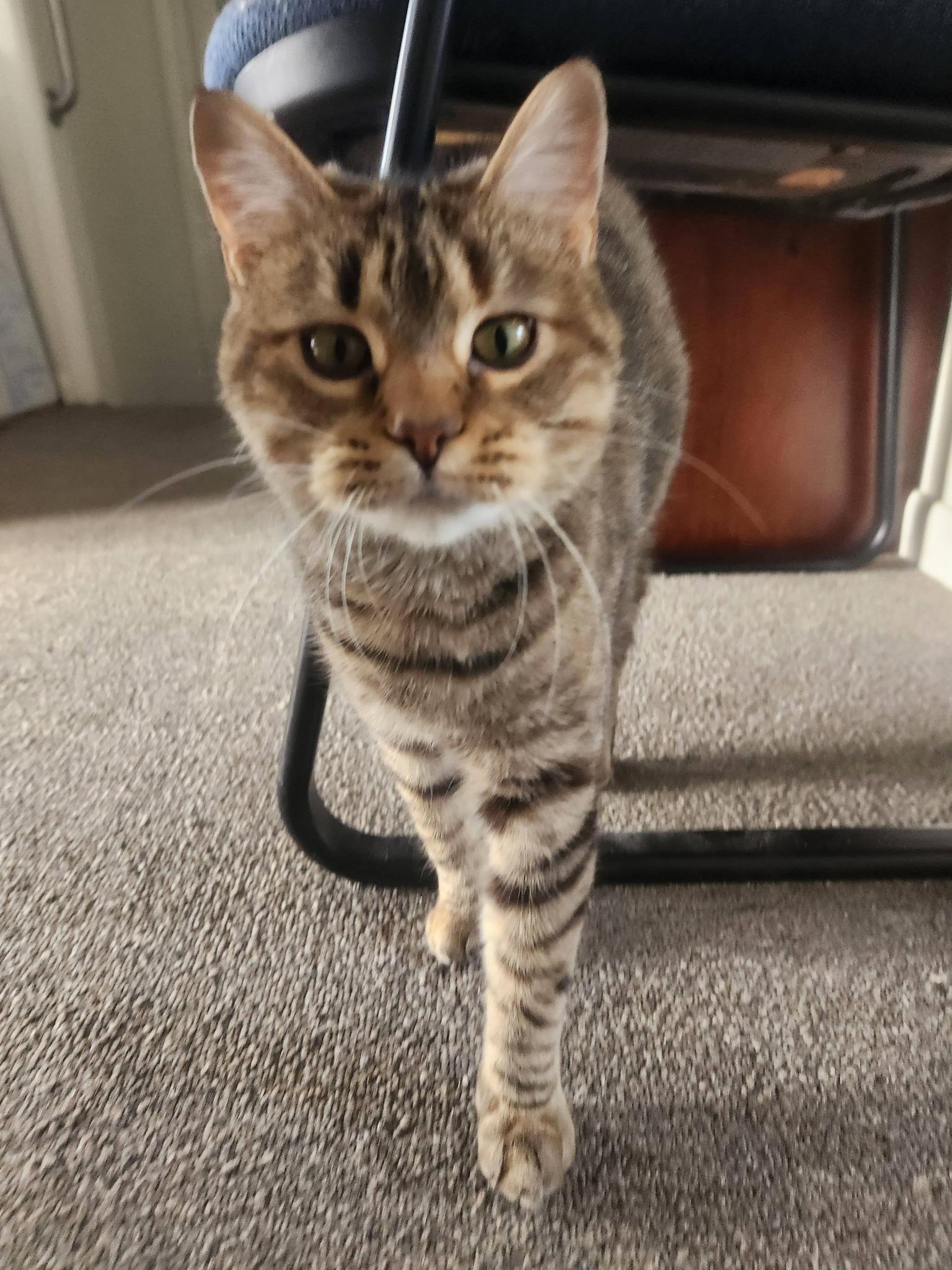 Balance, ADOPTABLE, Adult Female Domestic Short Hair.