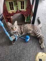 Enlarge Balance, a ADOPTABLE Domestic Short Hair in Merrillville, IN image 4/5