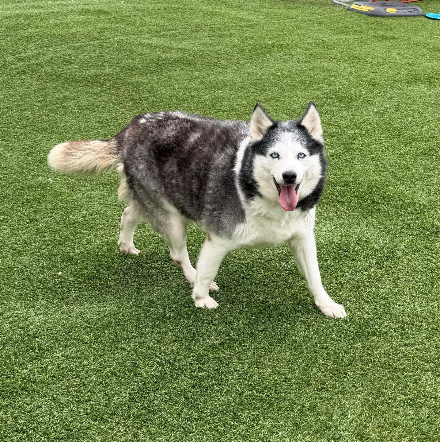 Karen, ADOPTABLE, Senior Female Siberian Husky.