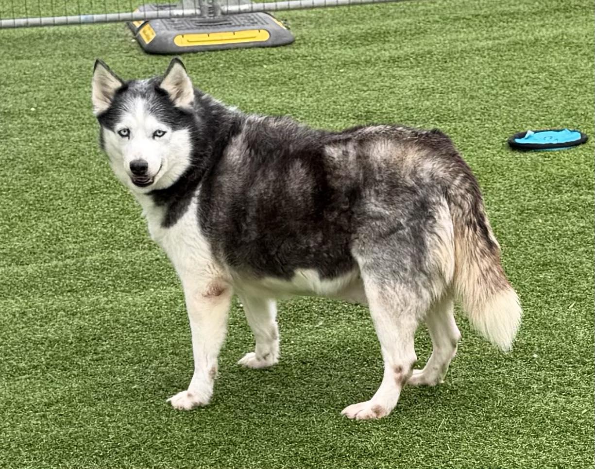 Enlarge Karen, a ADOPTABLE Siberian Husky in Kutztown, PA image 2/2