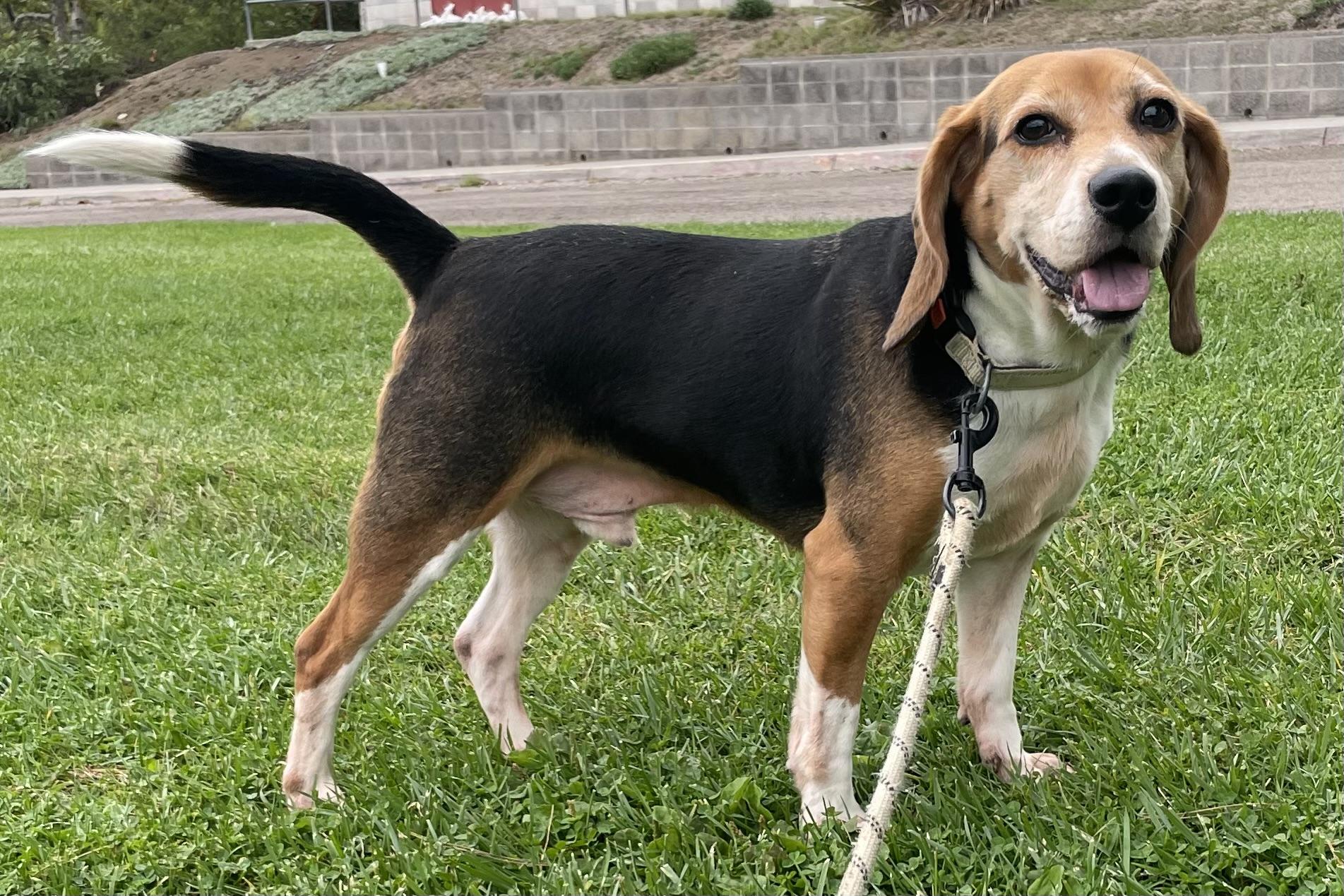 Oreo, a Adoptable Beagle in San Ysidro, CA image 2/6