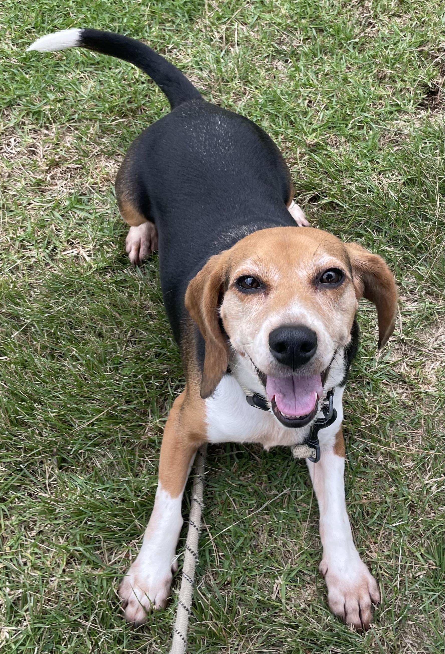 Oreo, a Adoptable Beagle in San Ysidro, CA image 3/6