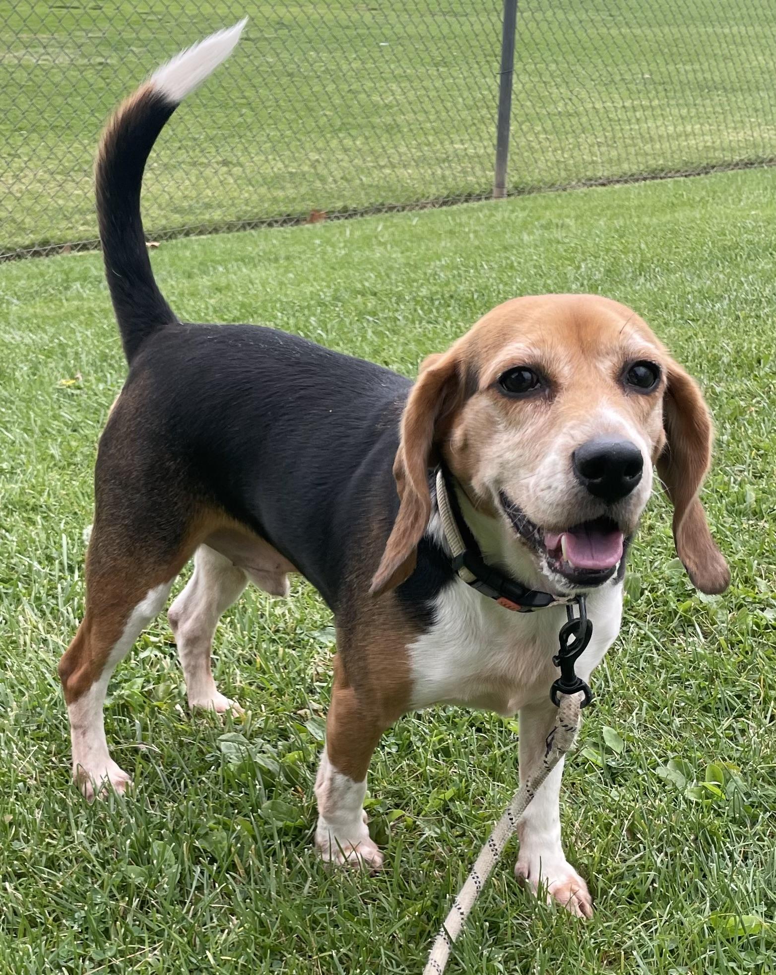 Oreo, a Adoptable Beagle in San Ysidro, CA image 4/6