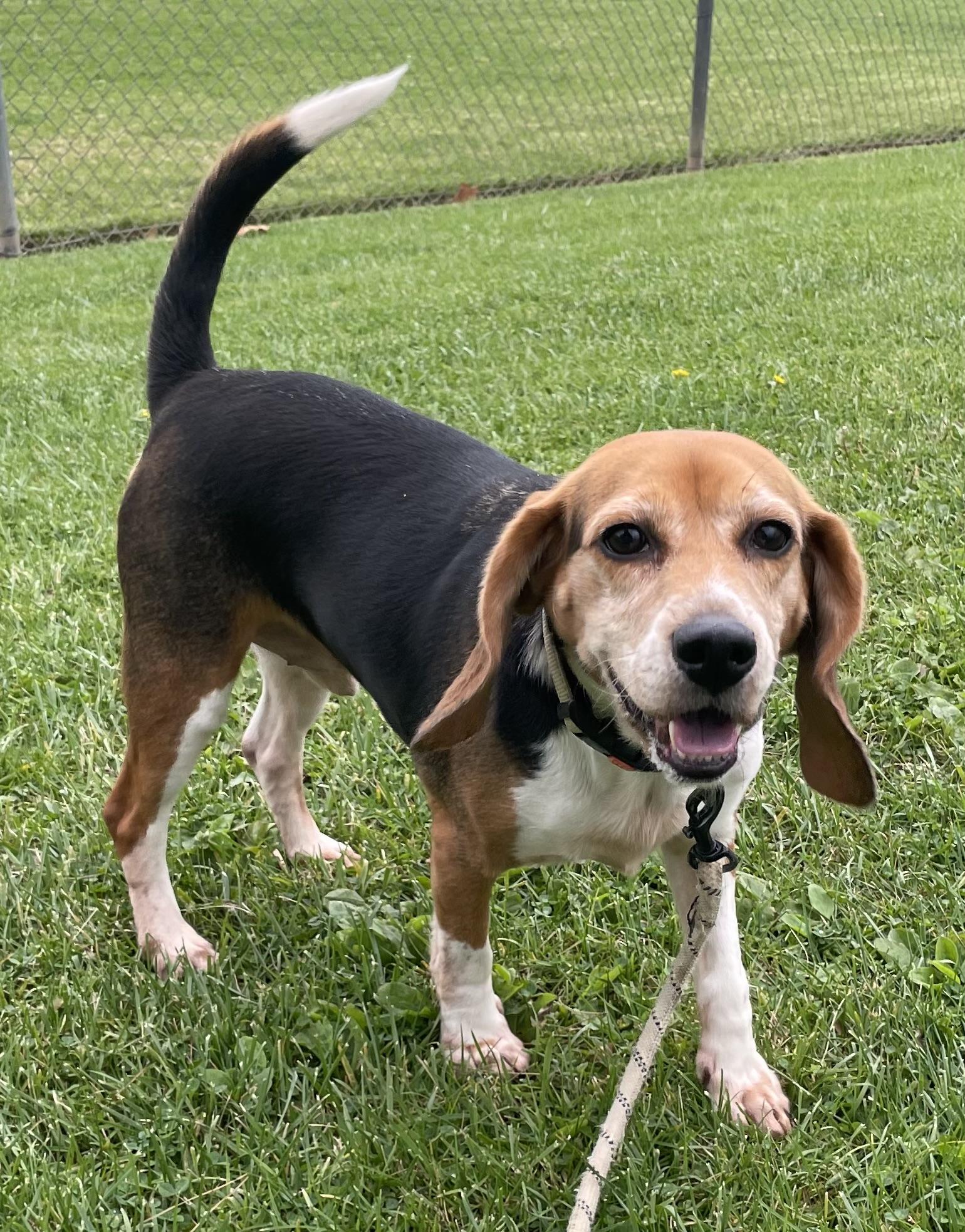 Oreo, a Adoptable Beagle in San Ysidro, CA image 5/6