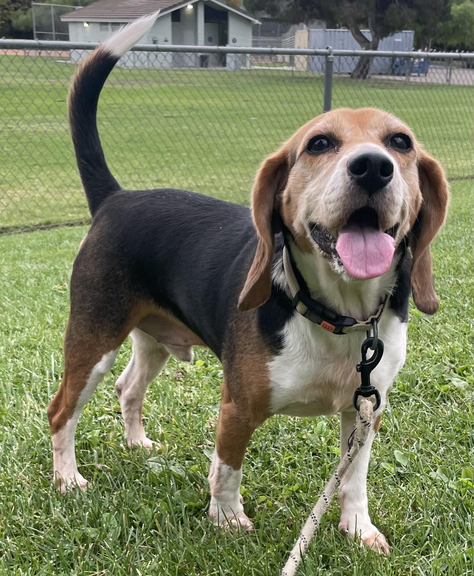 Oreo, Adoptable, Adult Male Beagle.